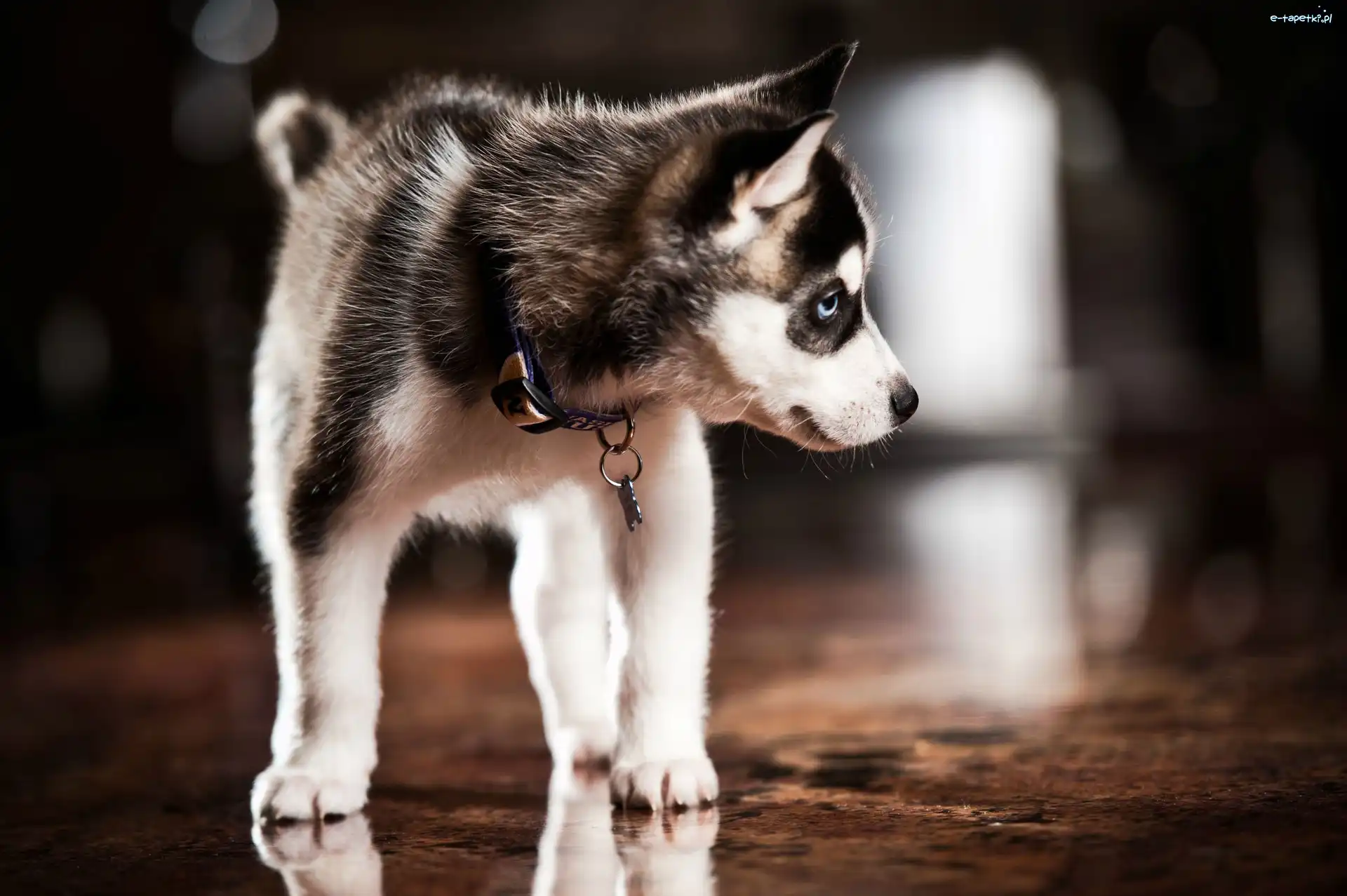 Husky, Psiak, Słodki