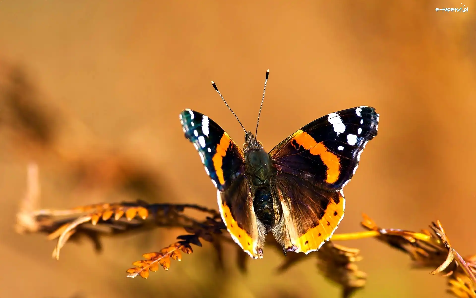 Gałązka, Motyl