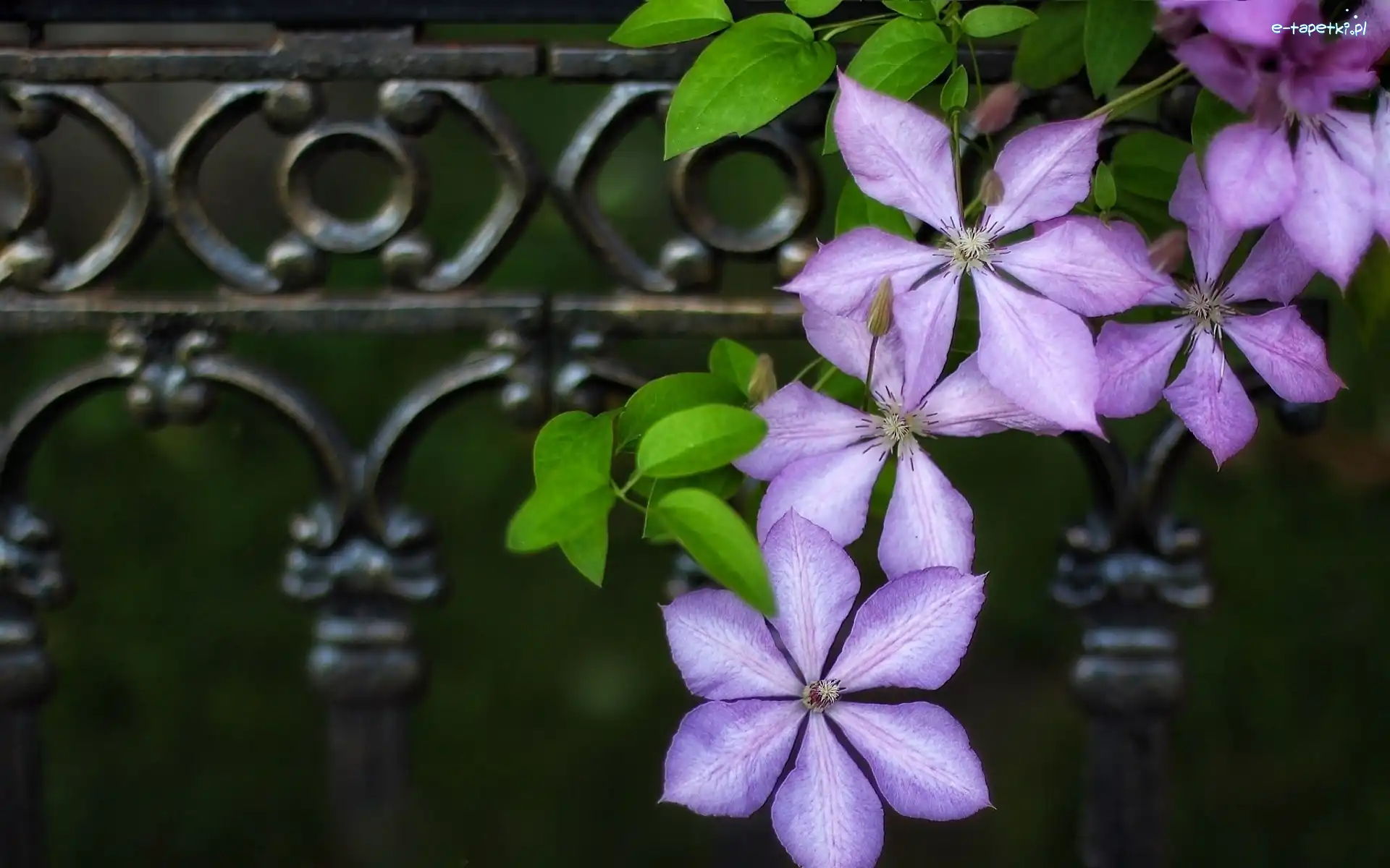 Clematis, Kwiaty, Fioletowe