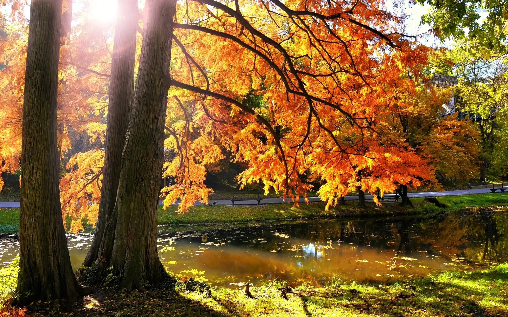 Jesień, Rzeczka, Park, Słońce, Drzewa