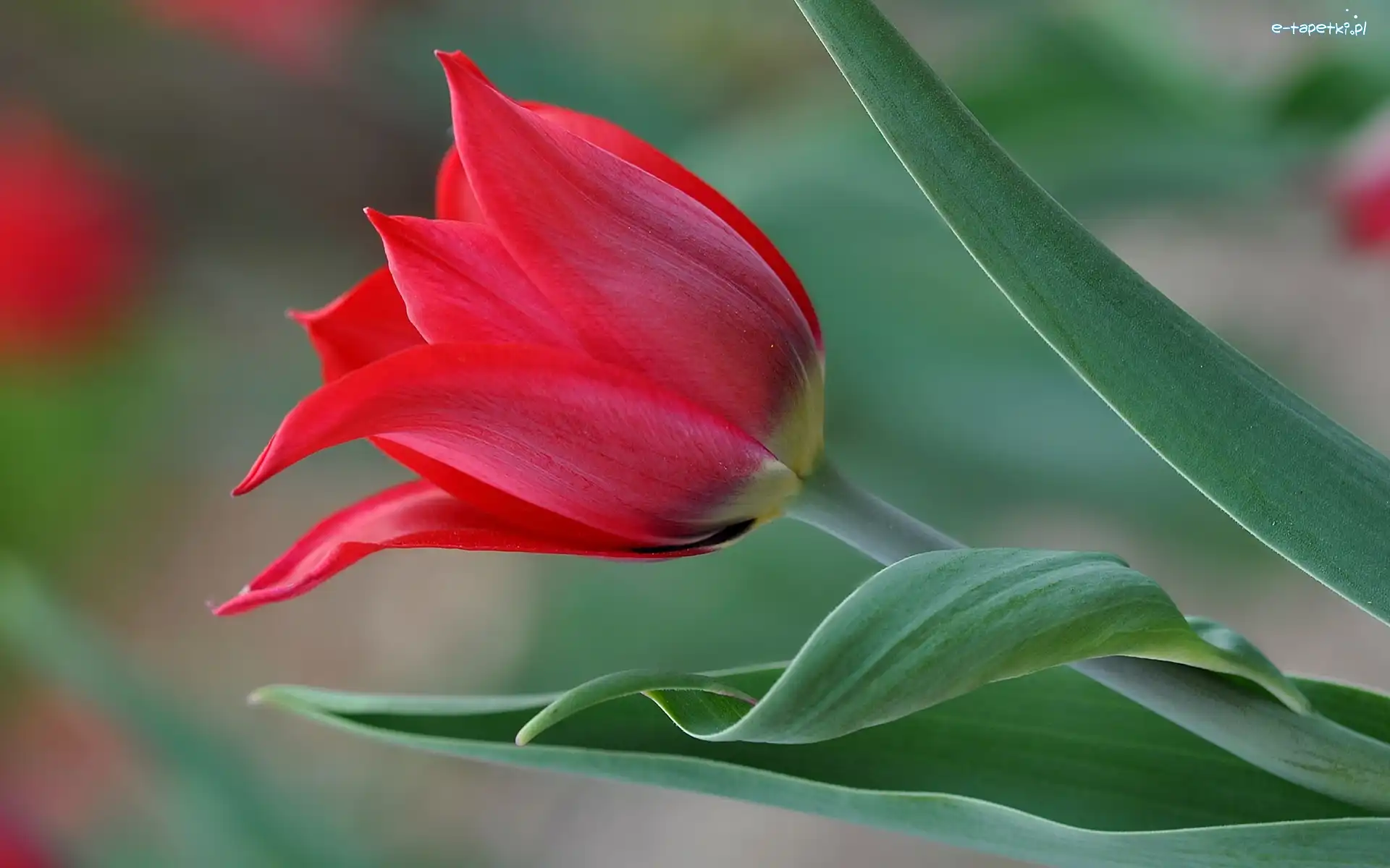 Tulipan, Czerwony