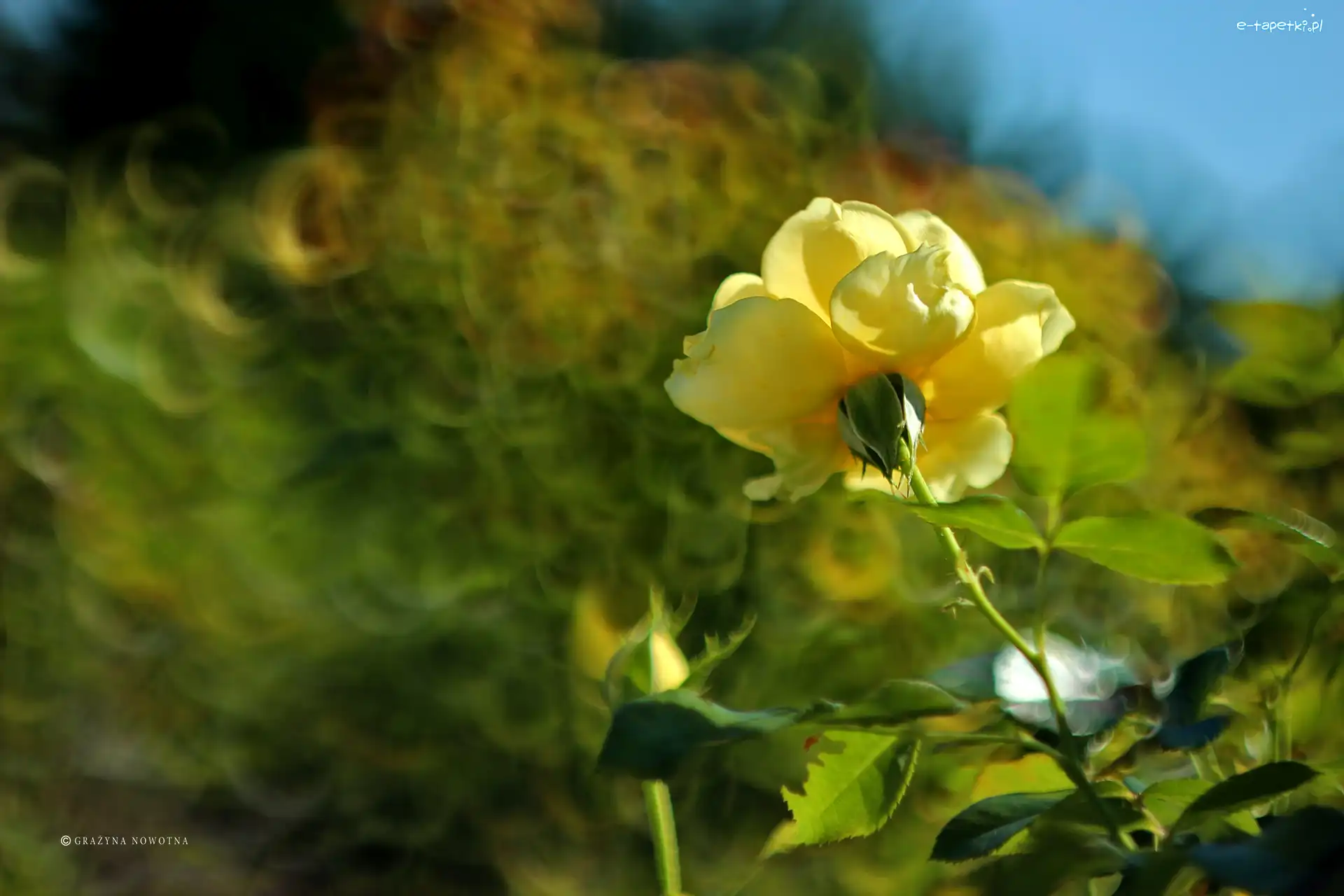 Bokeh, RóżA, Żółta