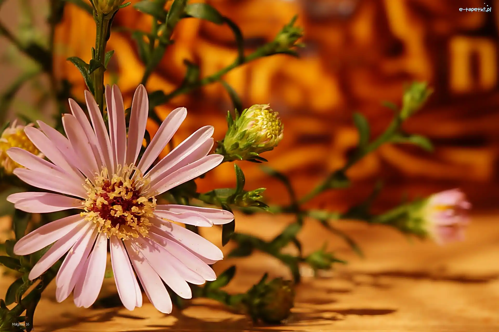 Aster
