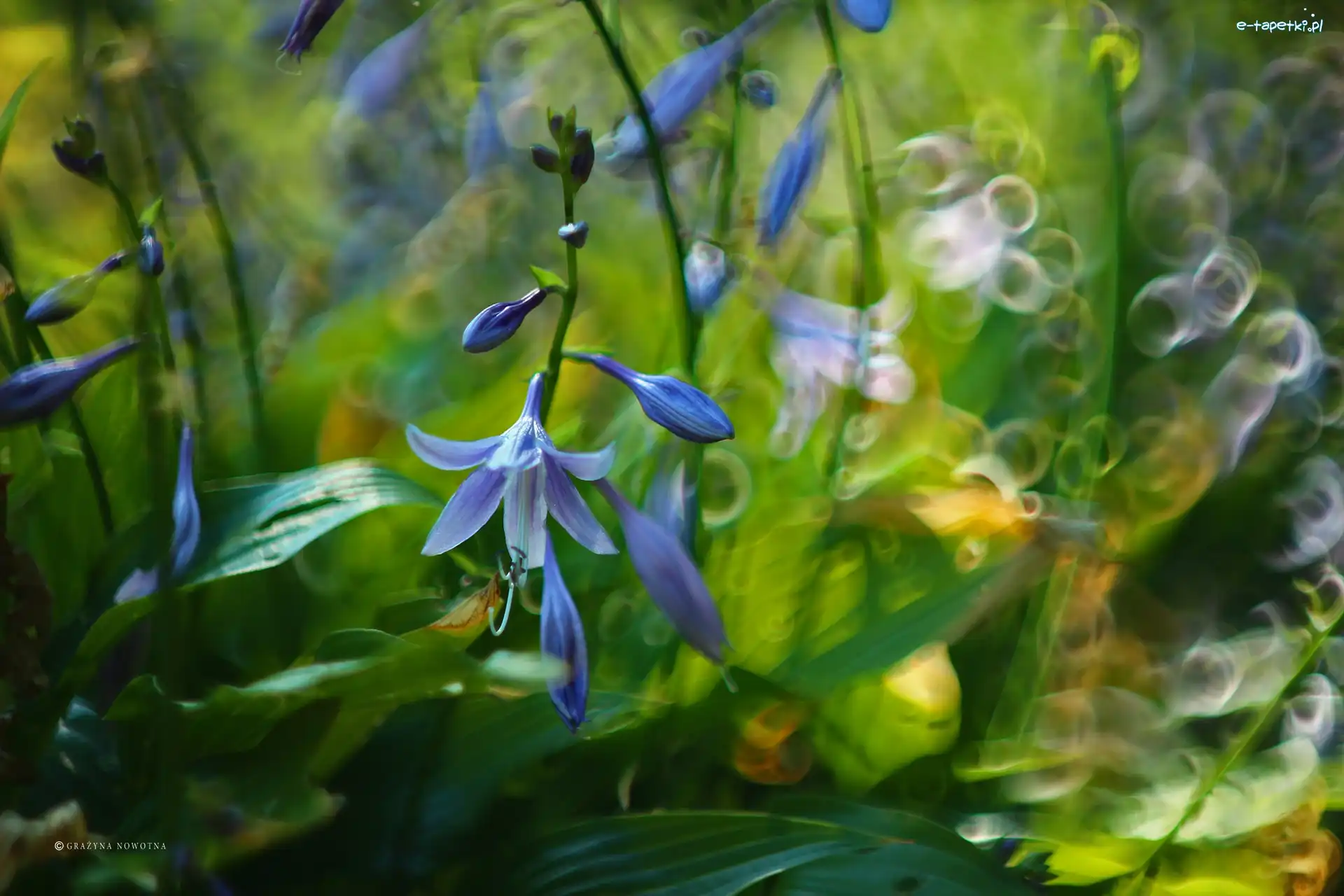 Dzwonki, Bokeh, Kwiaty, Fioletowe