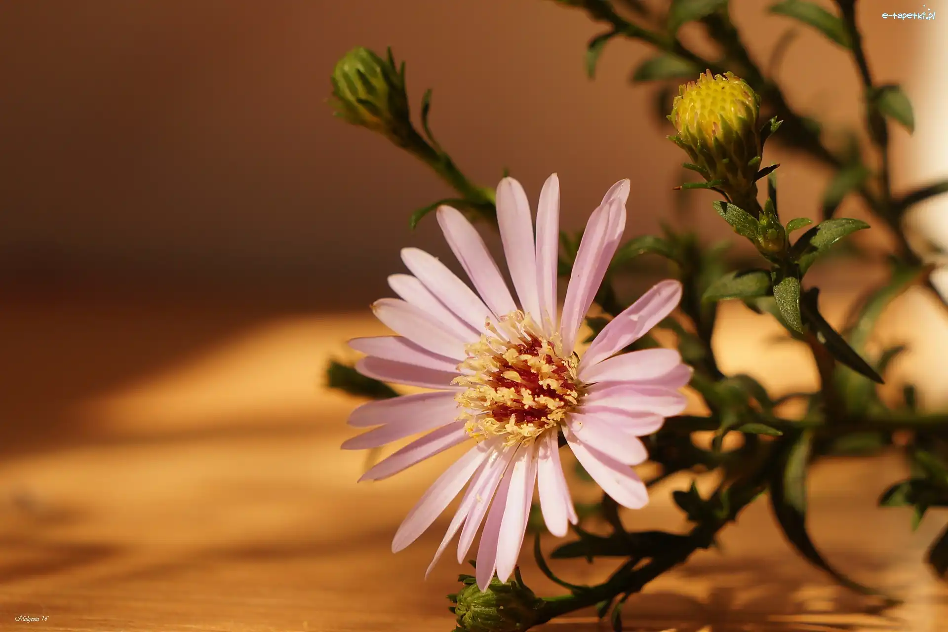 Aster
