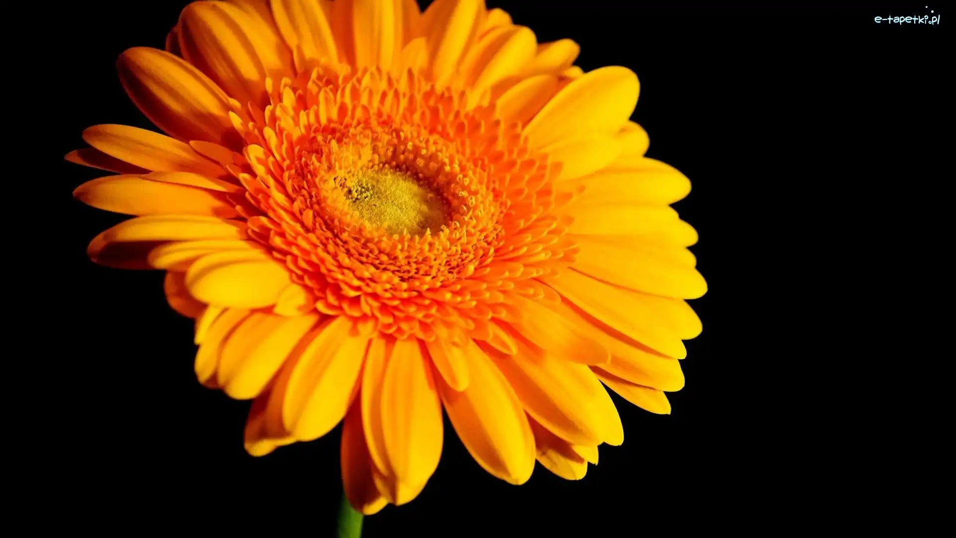Gerbera, Kwiaty, Żółta