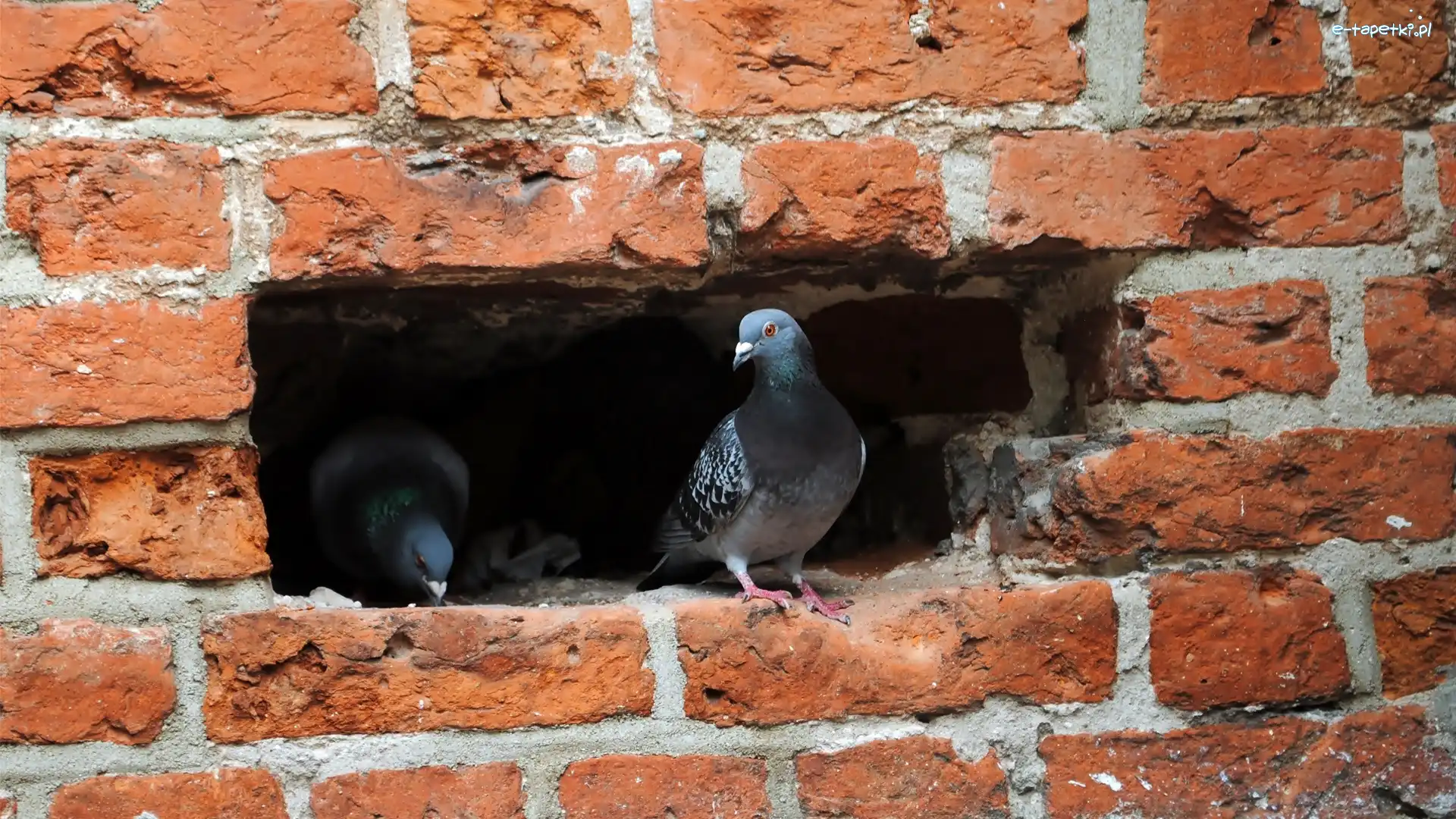 Wnęka, Mur, Gołębie