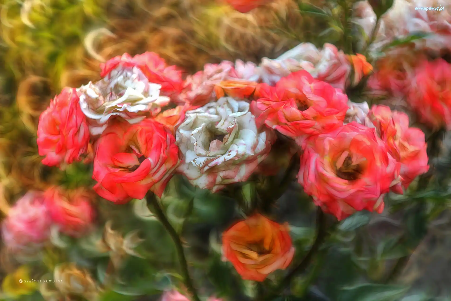 Fractalius, Kwiaty, Różę