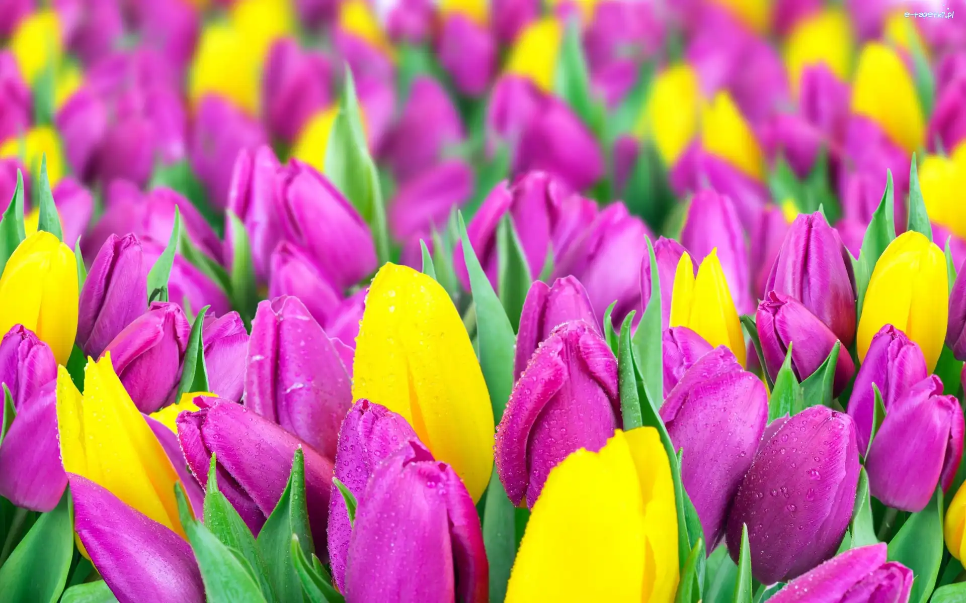 Tulipany, Fioletowe, Żółte