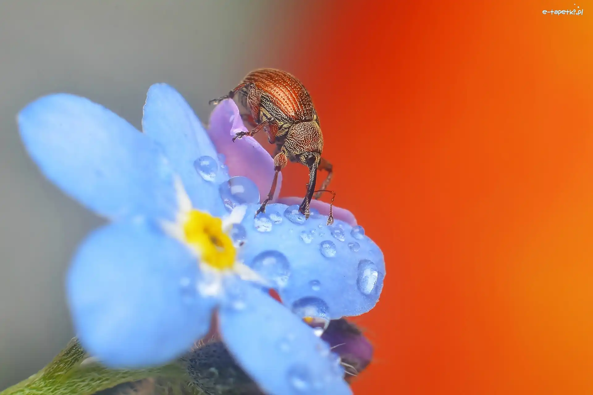 Rosa, Kwiat, Niezapominajka, Makro, Słonik Żołędziowiec, Owad