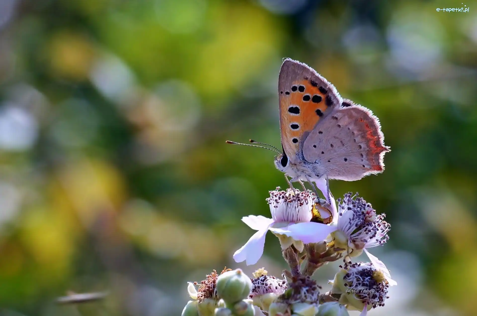 Owad, Kwiaty, Motyl, Makro
