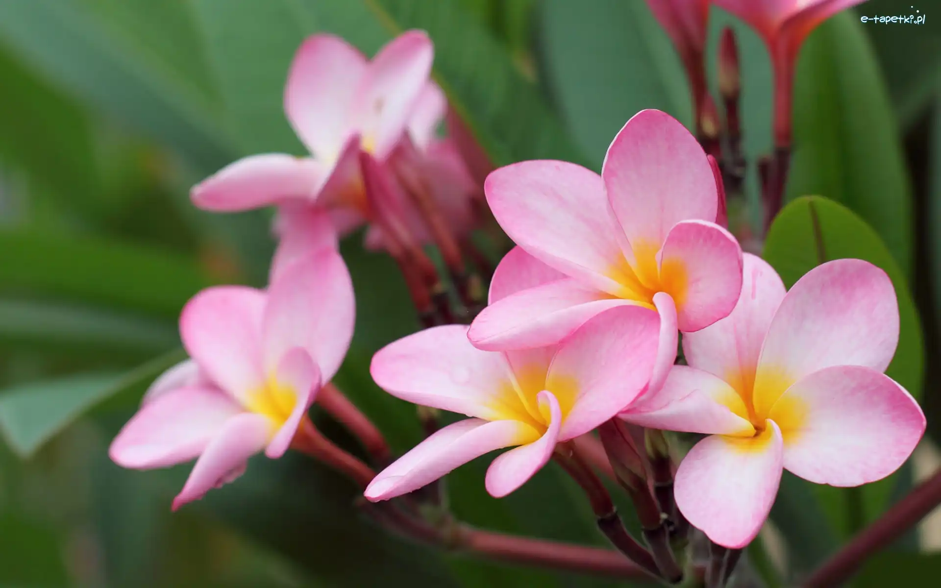 Plumeria, Kwiaty, Bladoróżowe