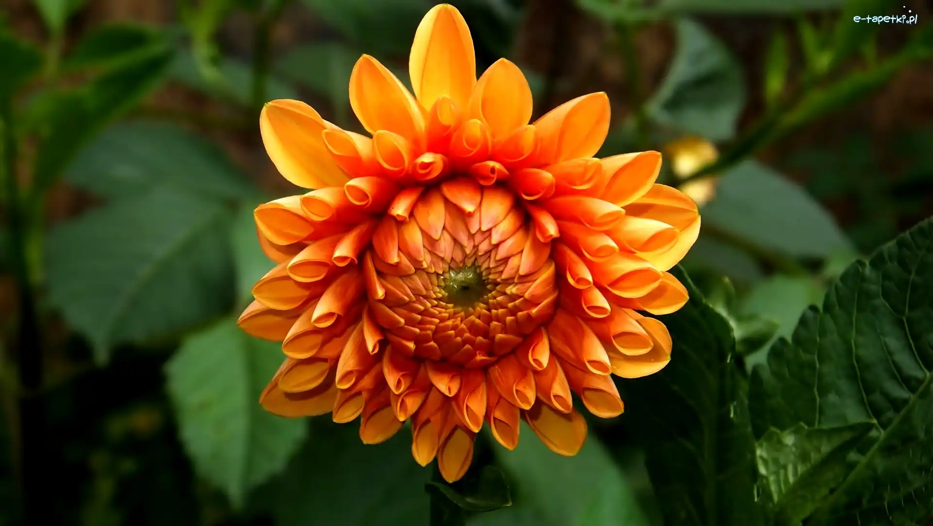 Dalia, Pomarańczowa
