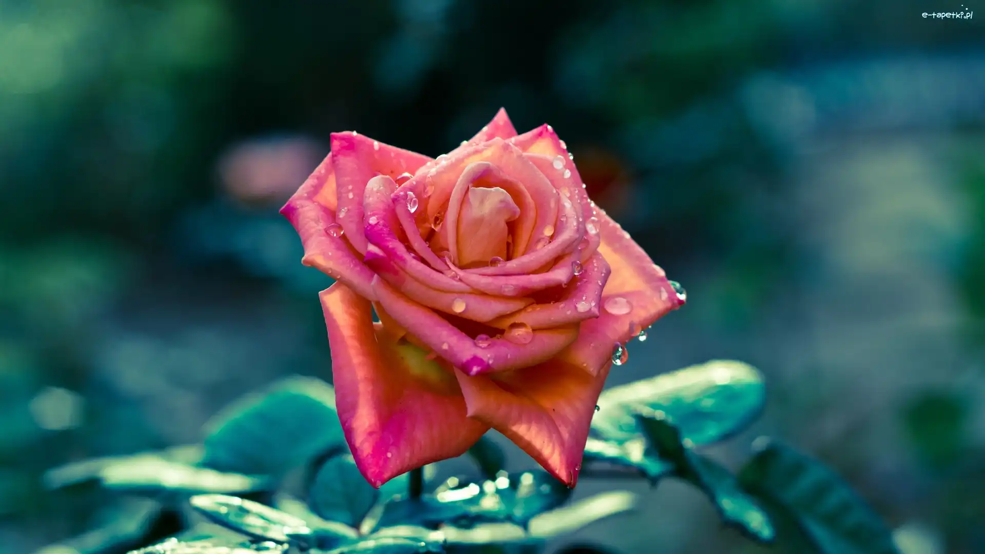 Rosy, Krople, Róża