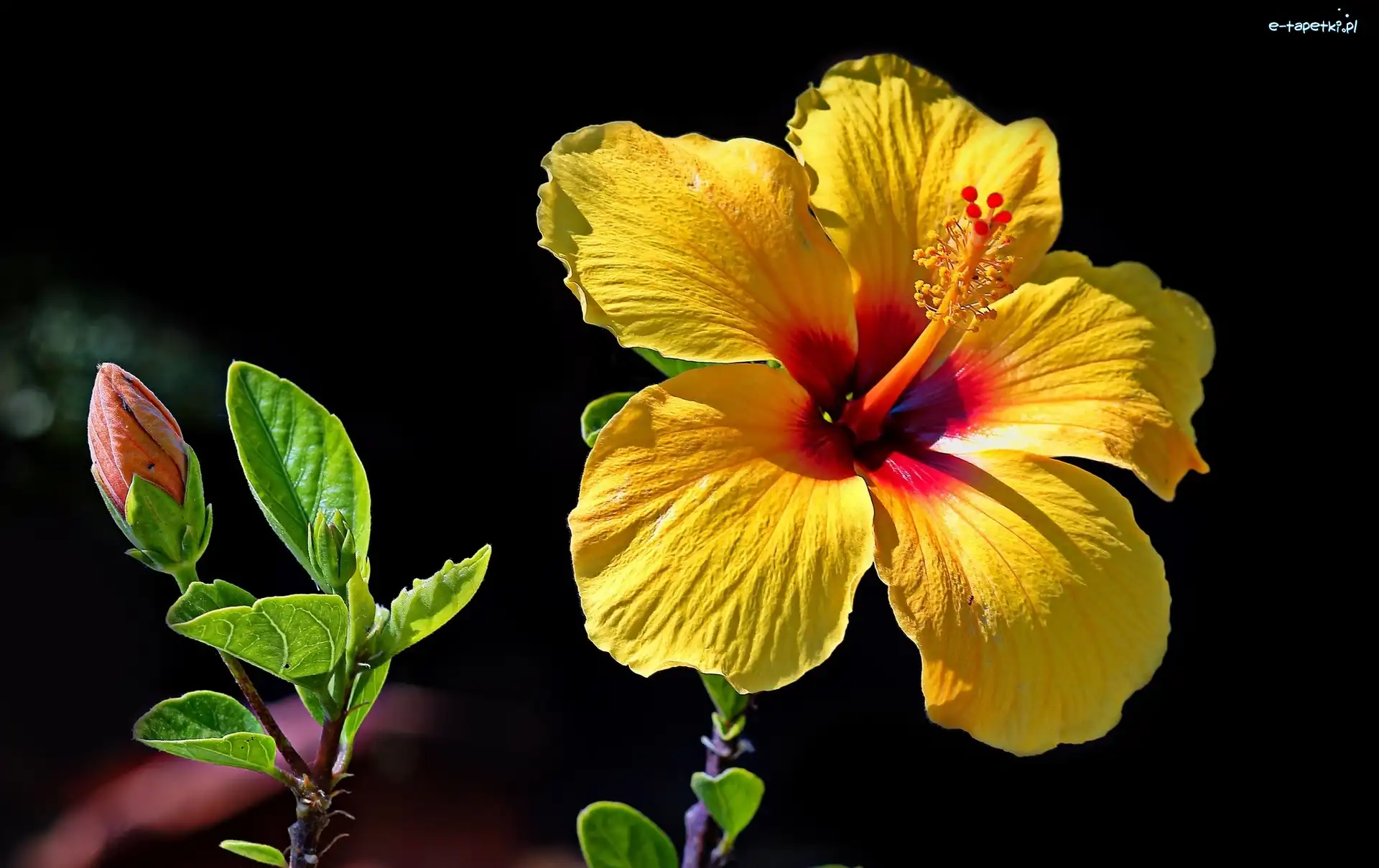 Hibiskus, Pąk, Kwiat, Żółty