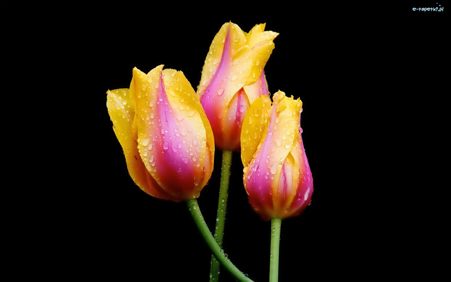 Krople, Tulipany, Kolorowe