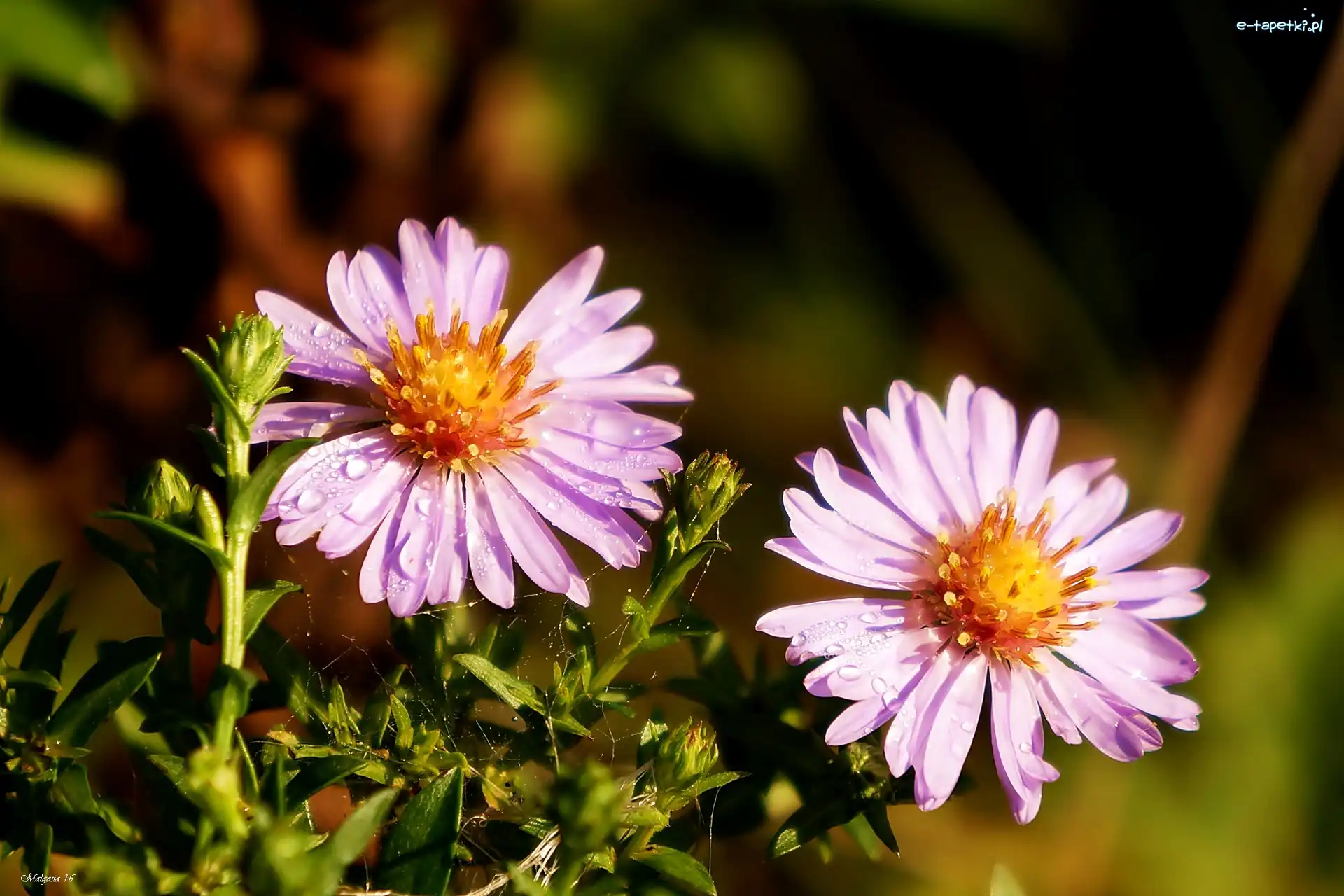 Marcinki, Rosa, Krople, Astry