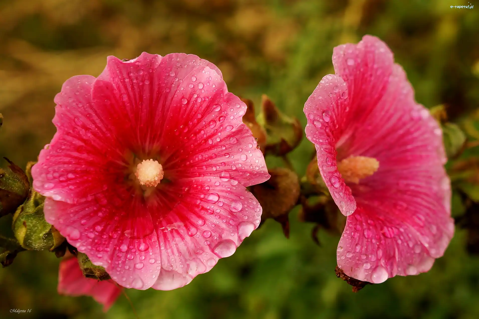 Malwy, Rosa, Krople, Różowe