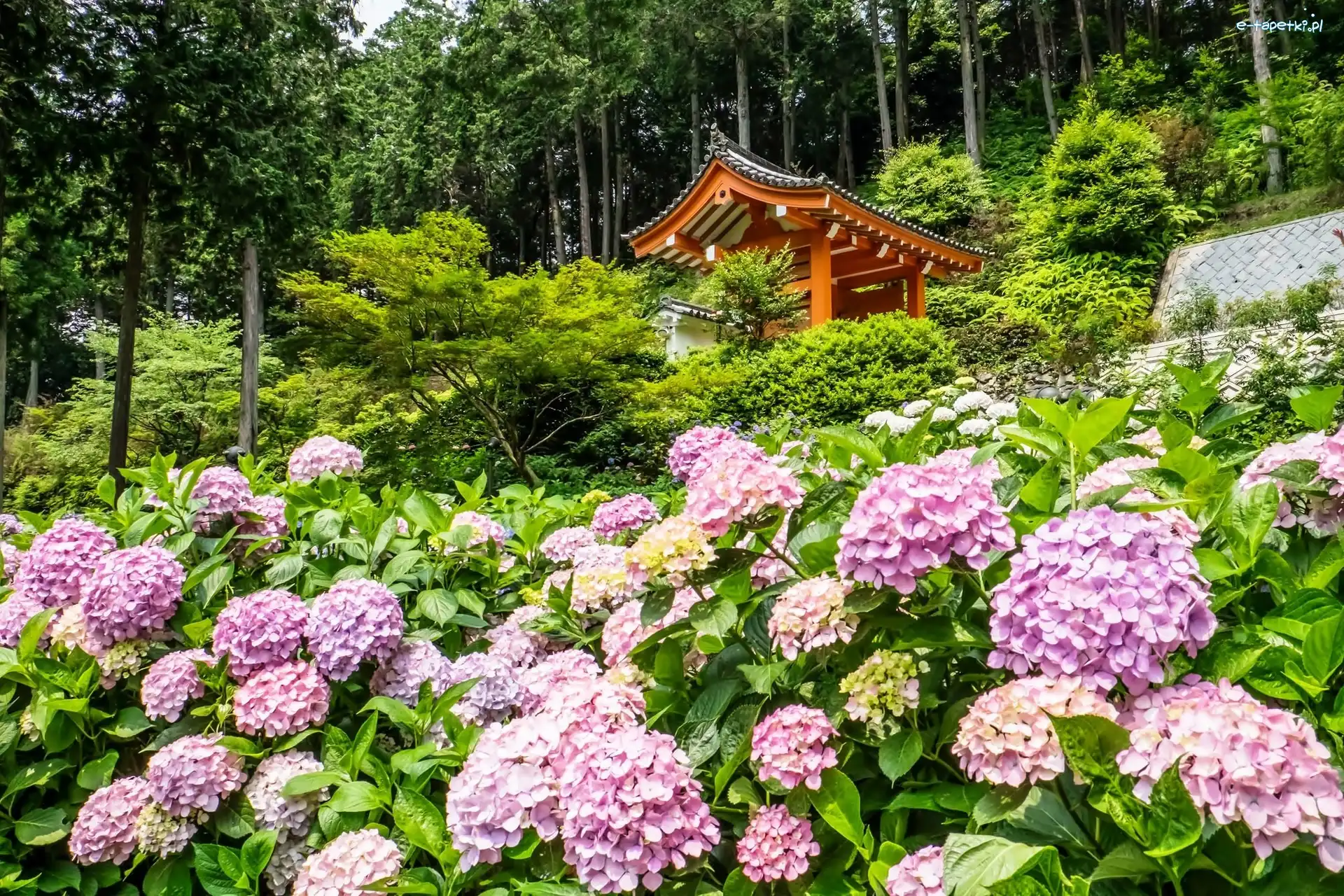 Japonia, Świątynia, Hortensja