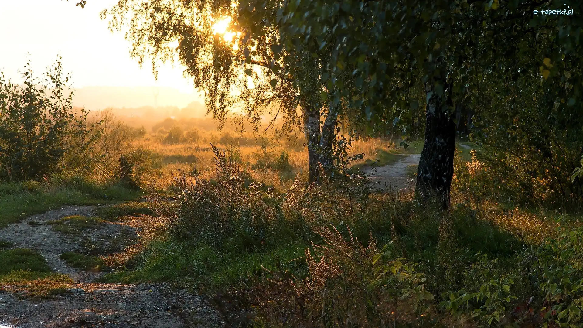 Słońce, Trawa, Brzozy