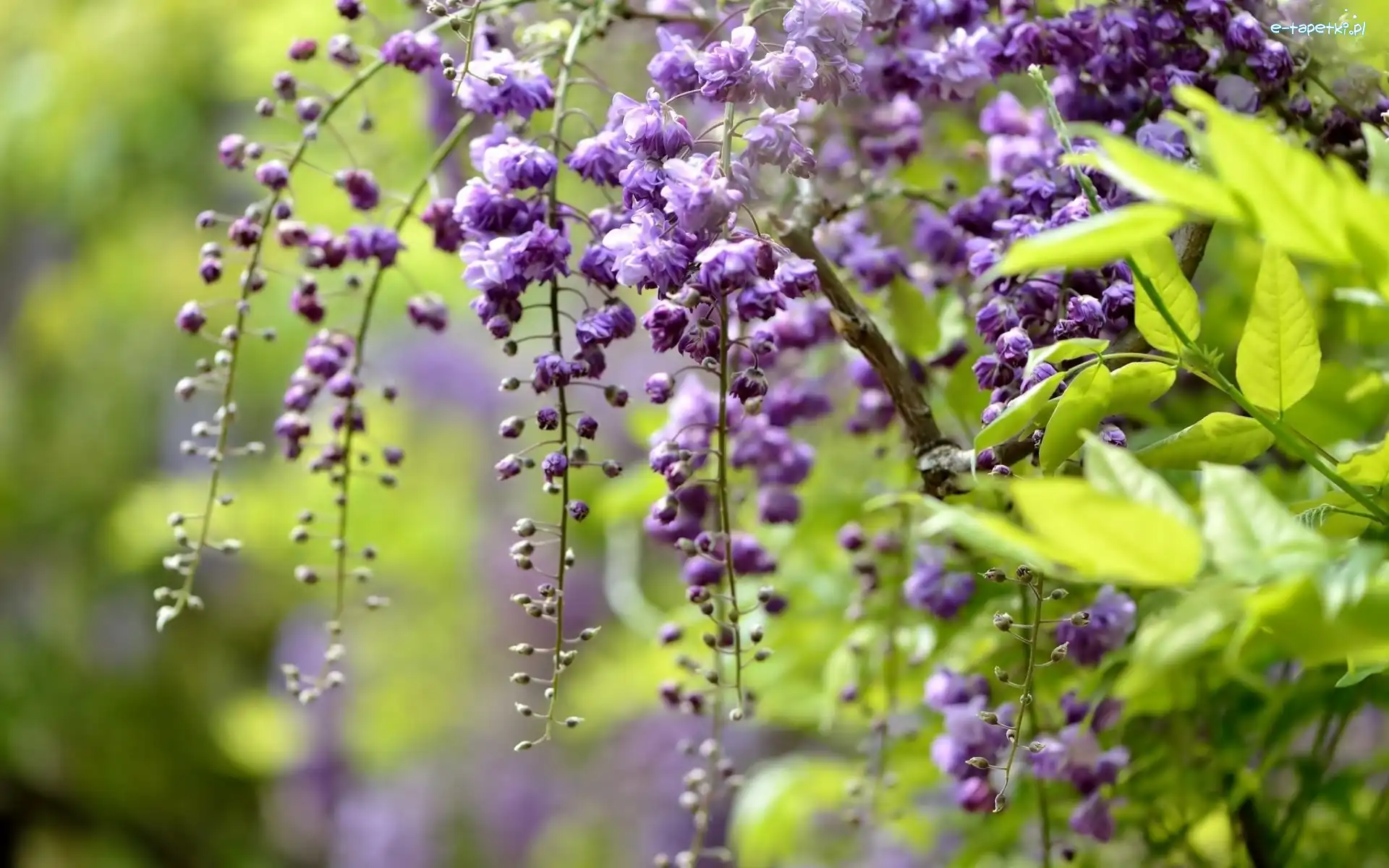 Kwiaty, Gałąź, Wisteria