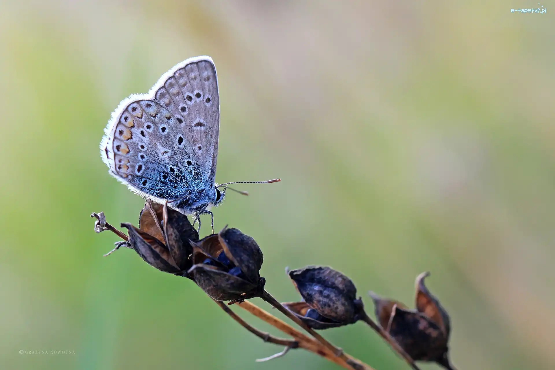 Owad, Modraszek, Motyl