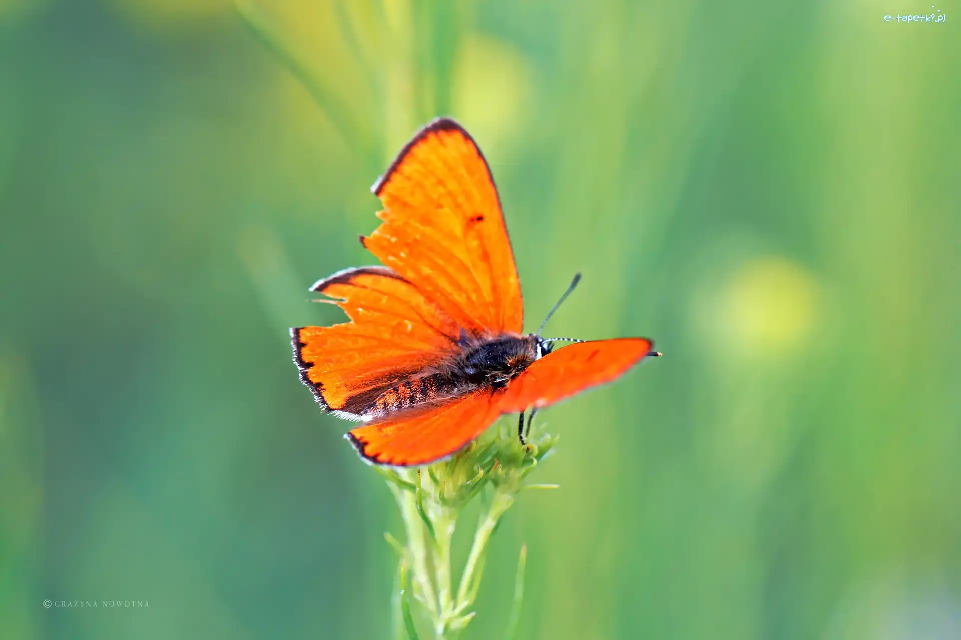 Owad, Motyl, Pomarańczowy