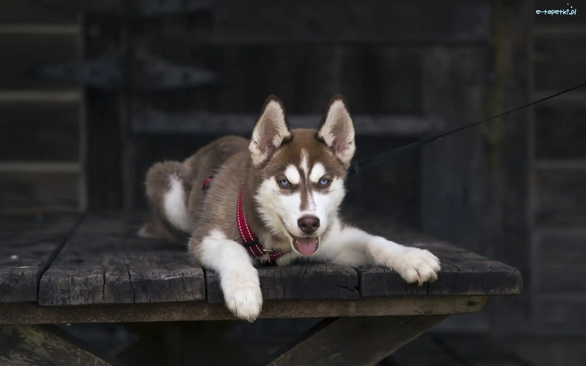 Husky, Siberian, Leżący