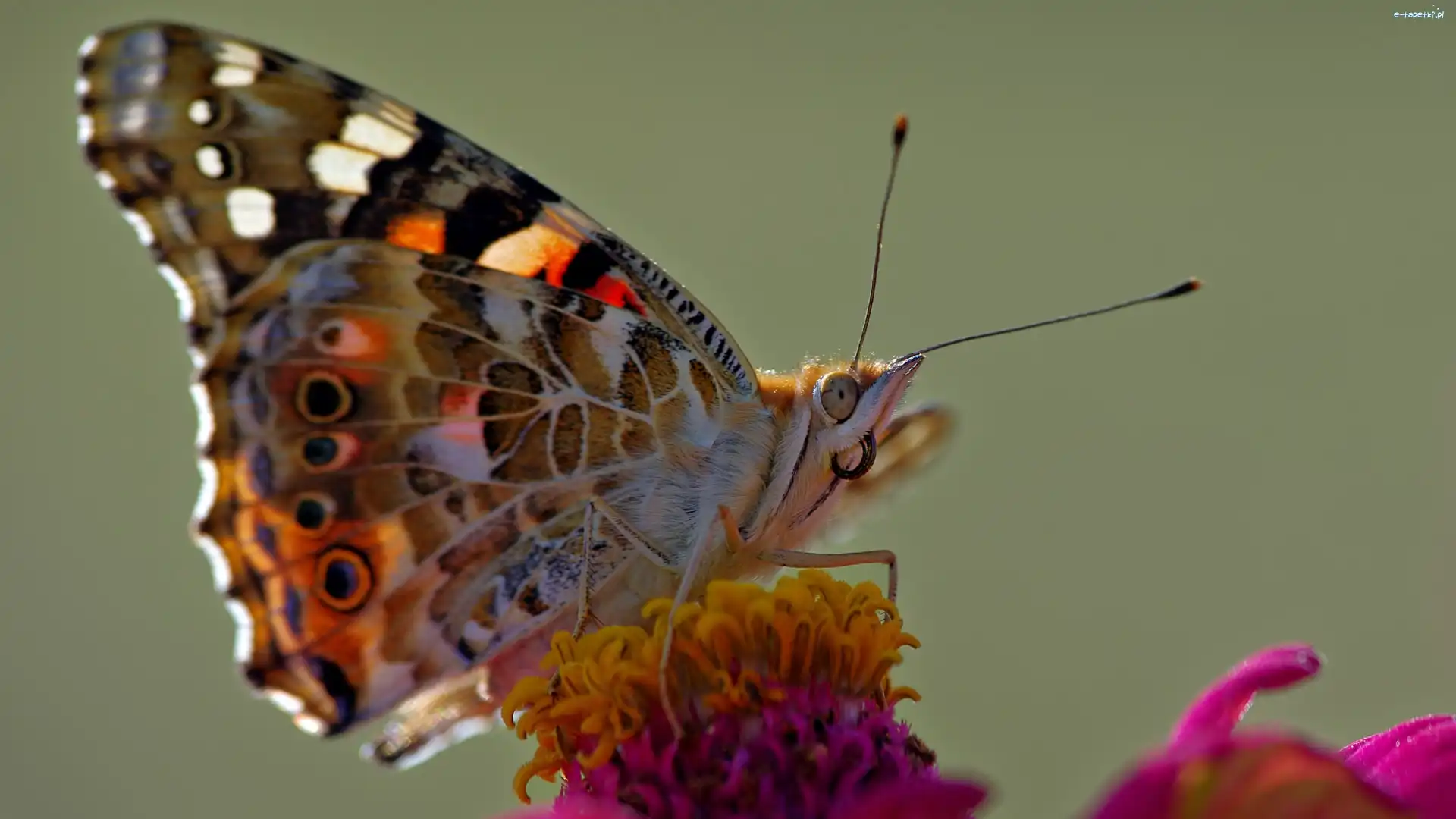 Rusałka, Pręciki, Osetnik, Motyl