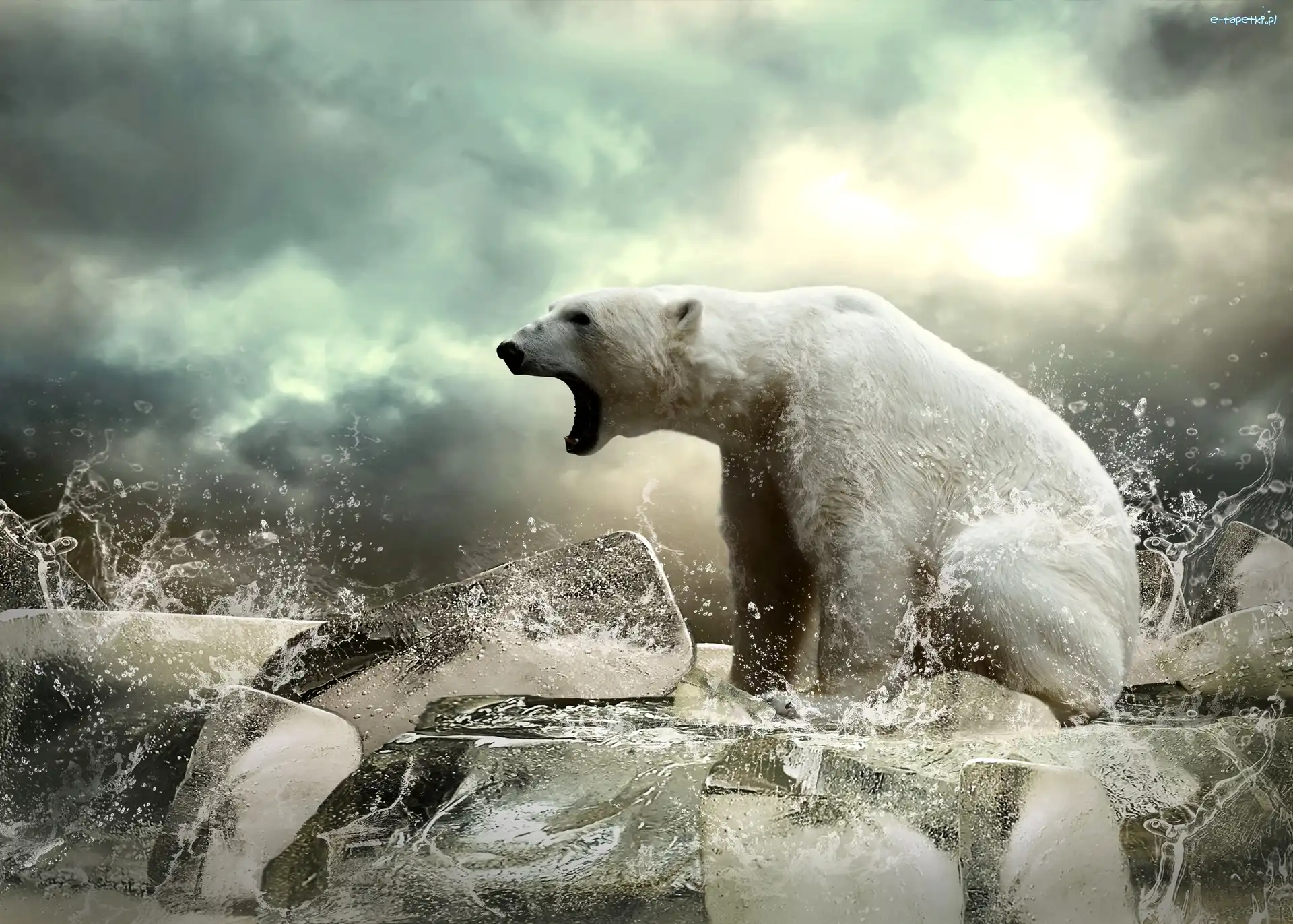 Polarny, Woda, Rozbryzgująca, Niedźwiedź