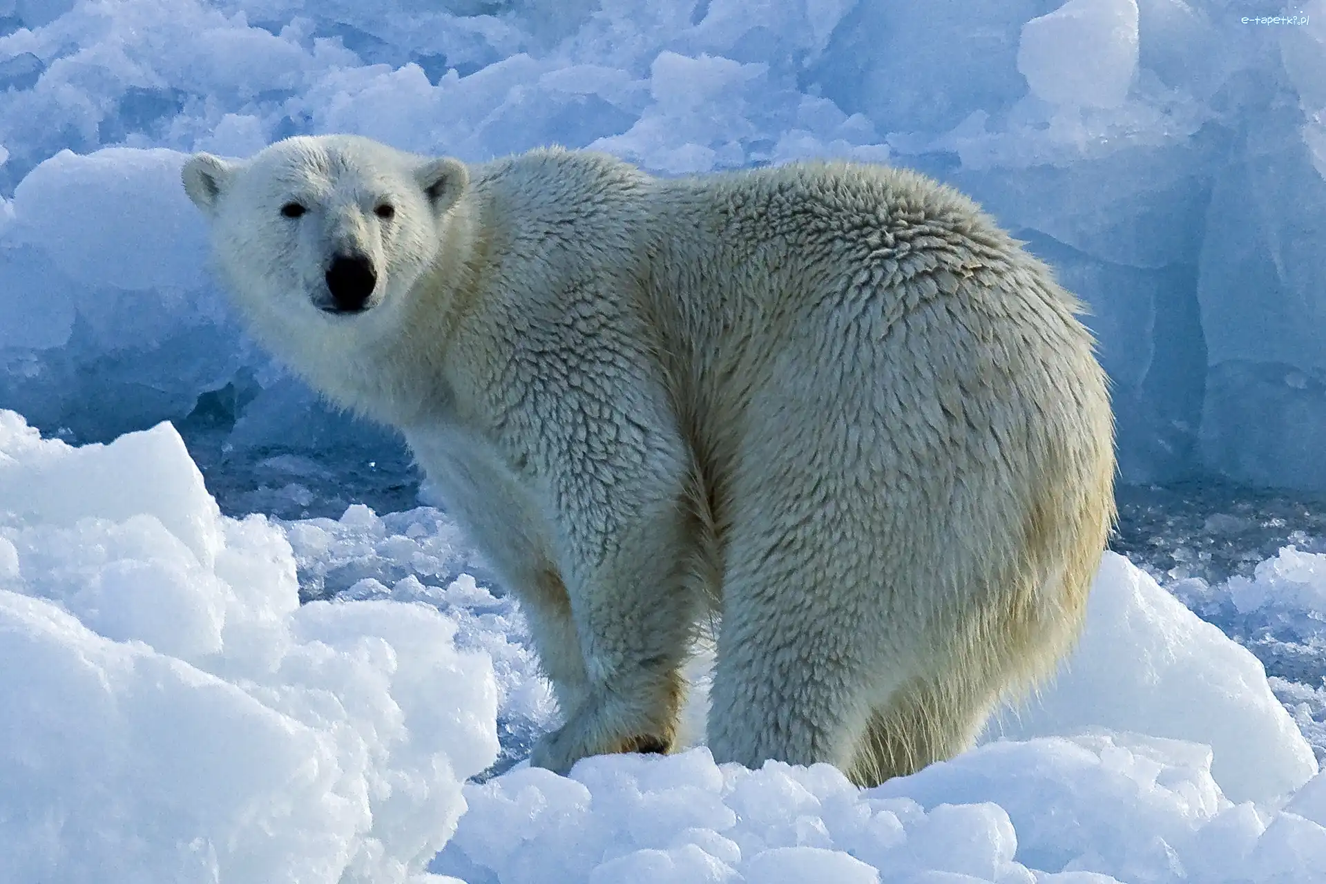 Zima, Polarny, Niedźwiedź
