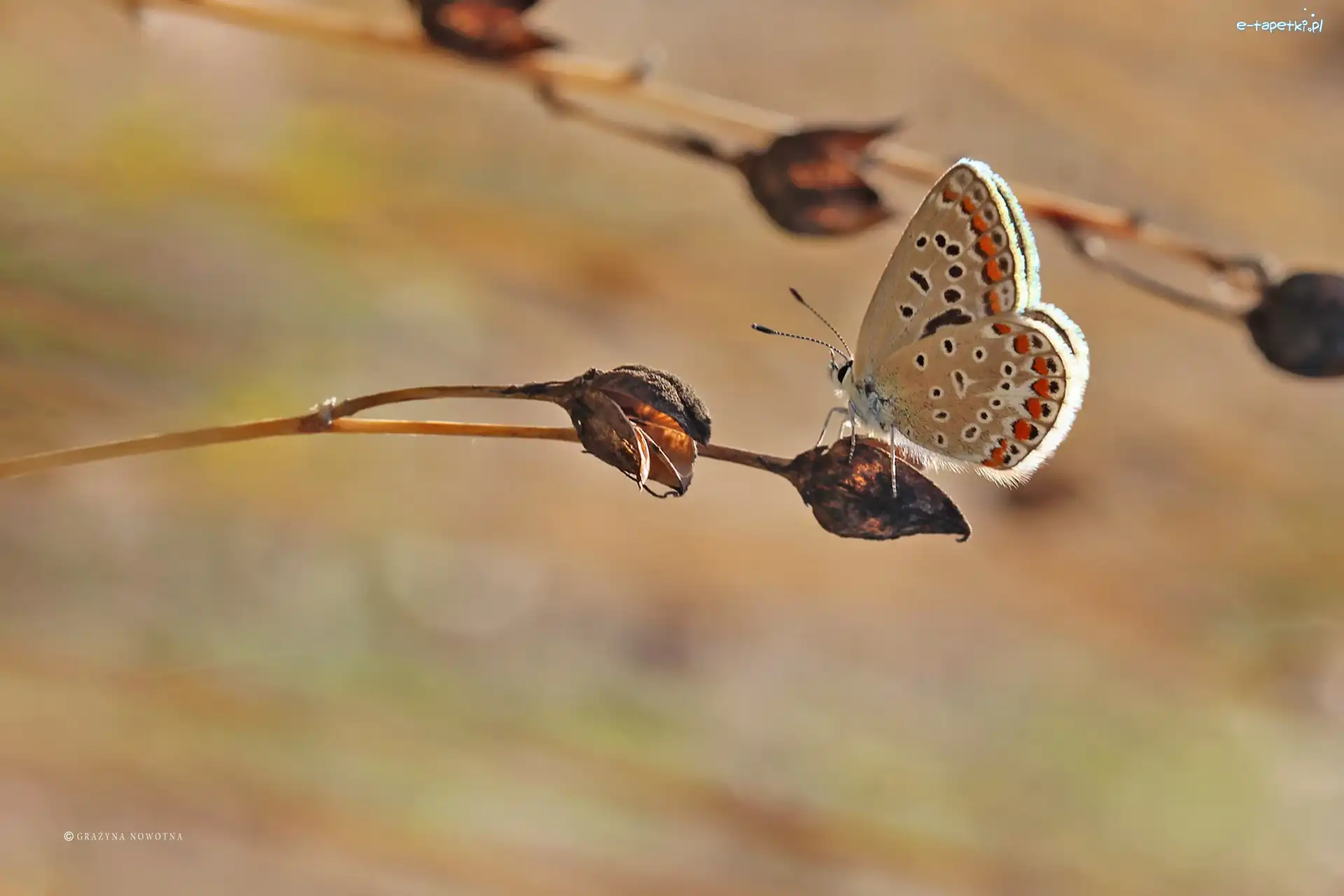 Modraszek, Roślina, Owad, Motyl