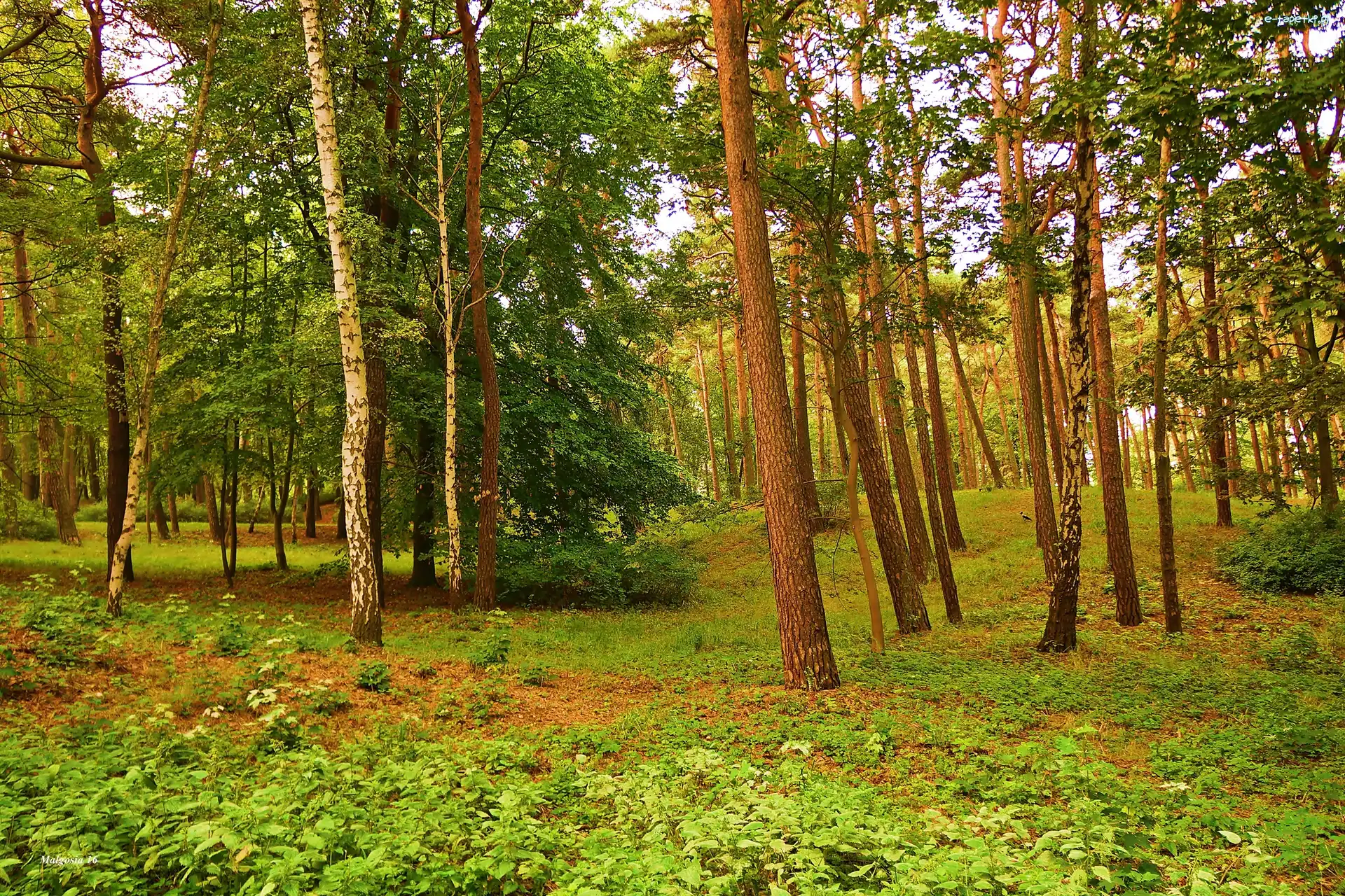 Dzrewa, Las