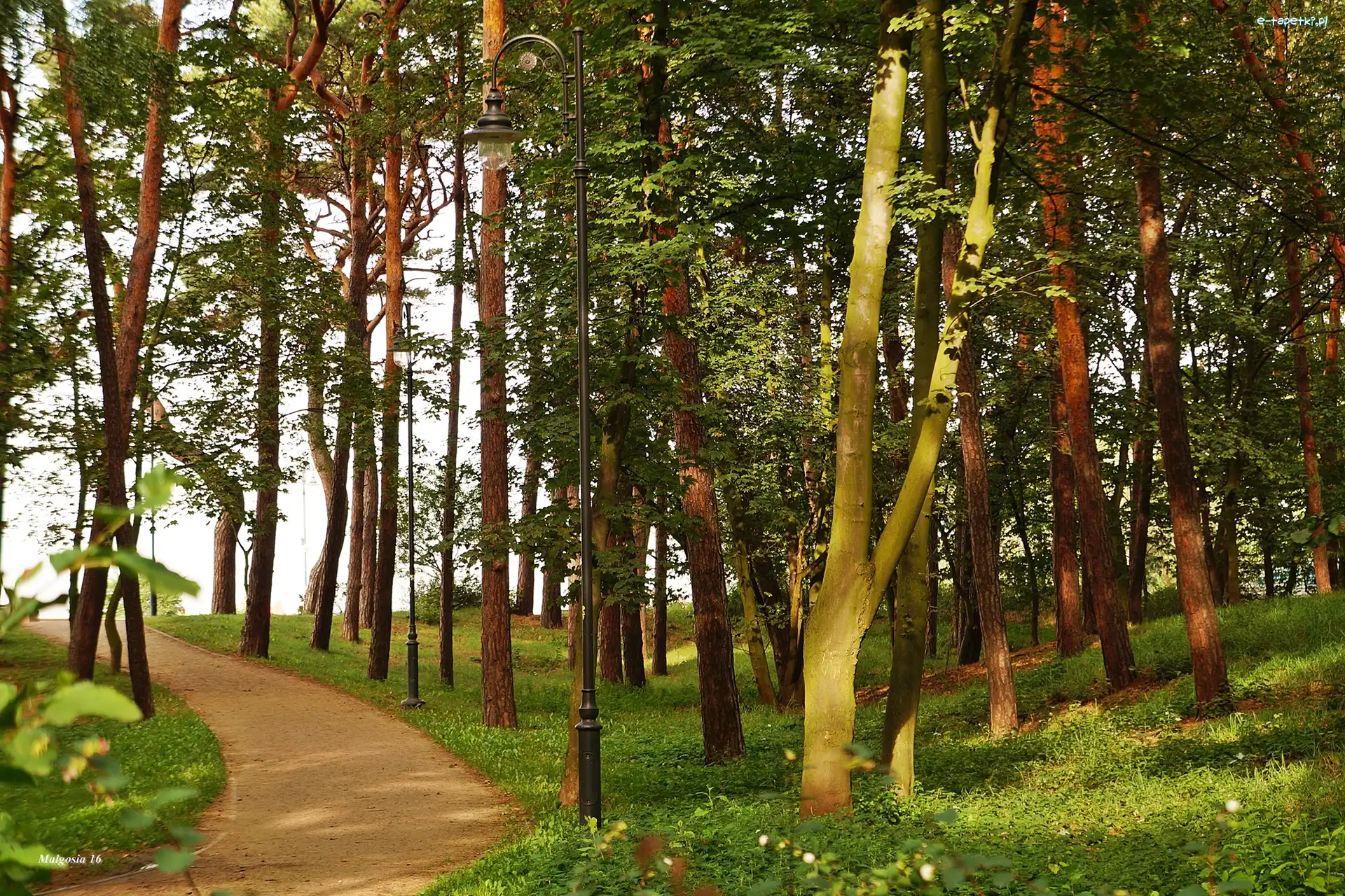 Dzewa, Droga, Park