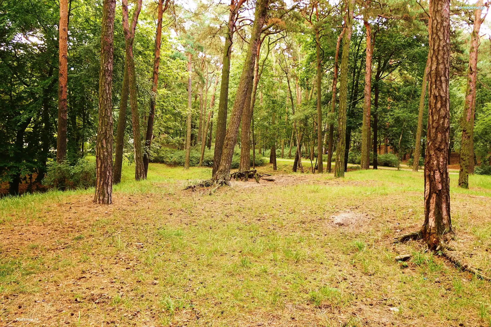 Zieleń, Drzewa, Park