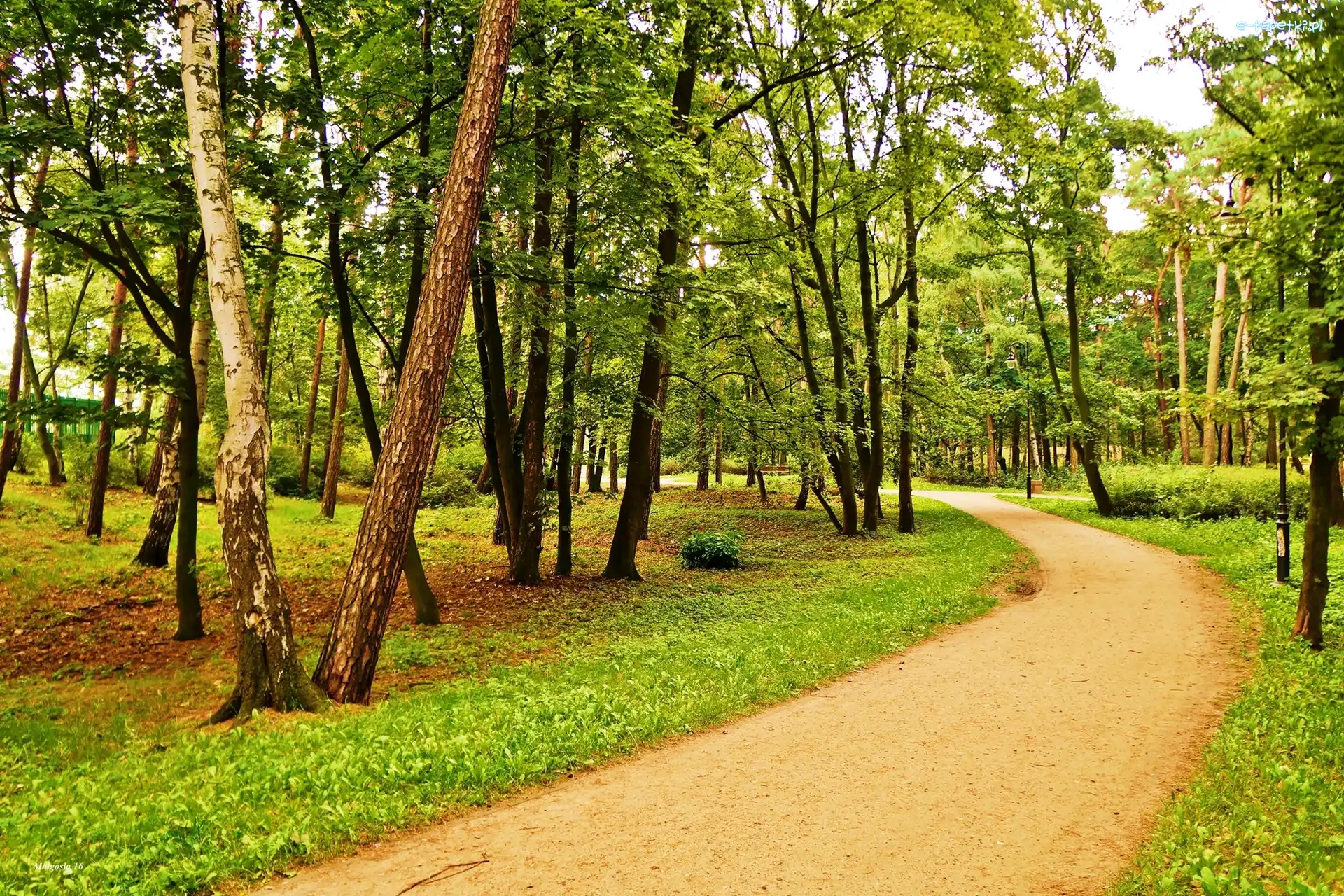 Drzewa, Droga, Park
