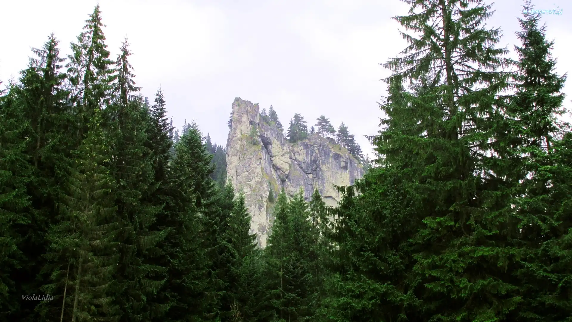 Las, Skała, Góry