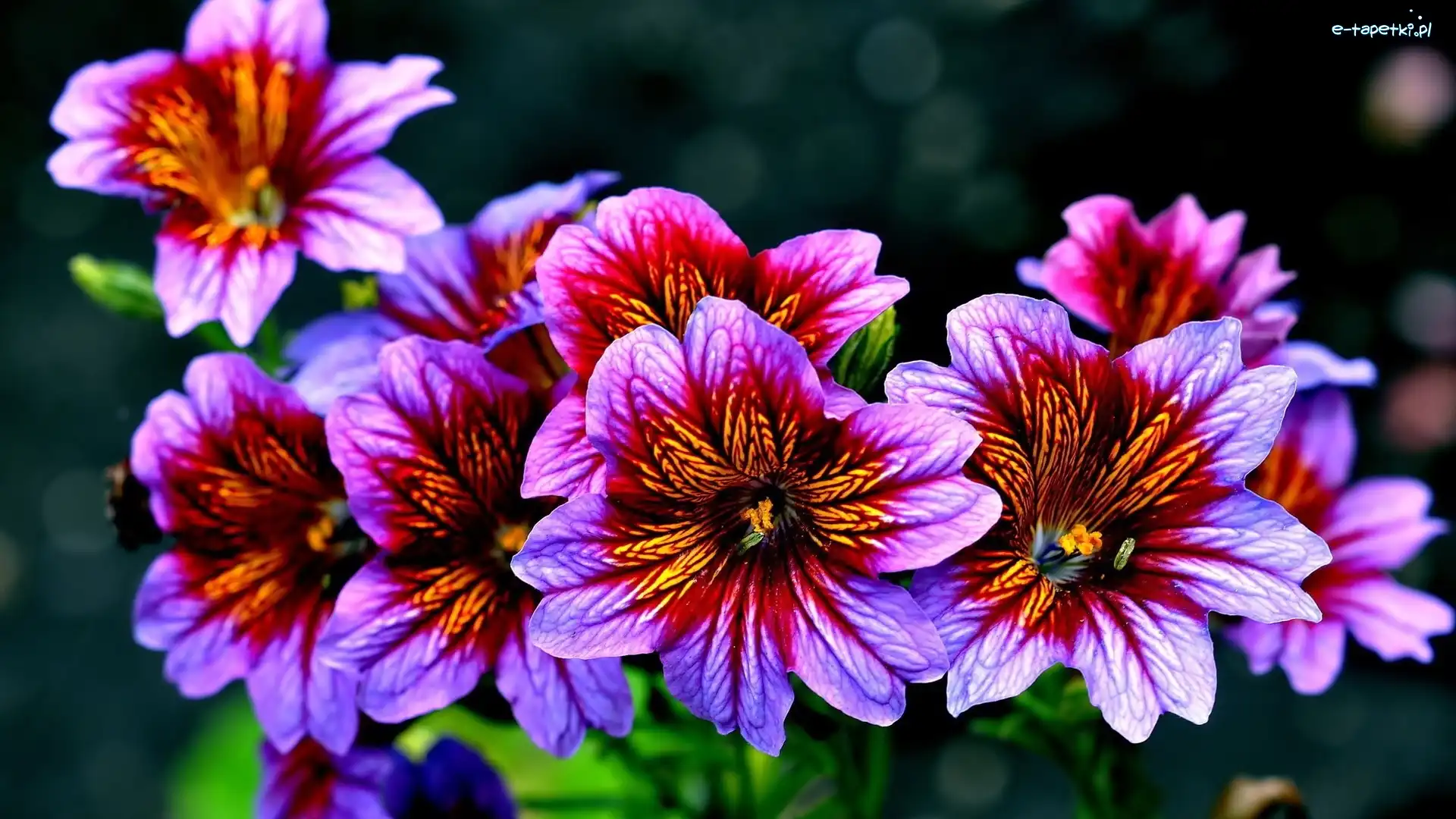 Purpurowe, Kwiaty