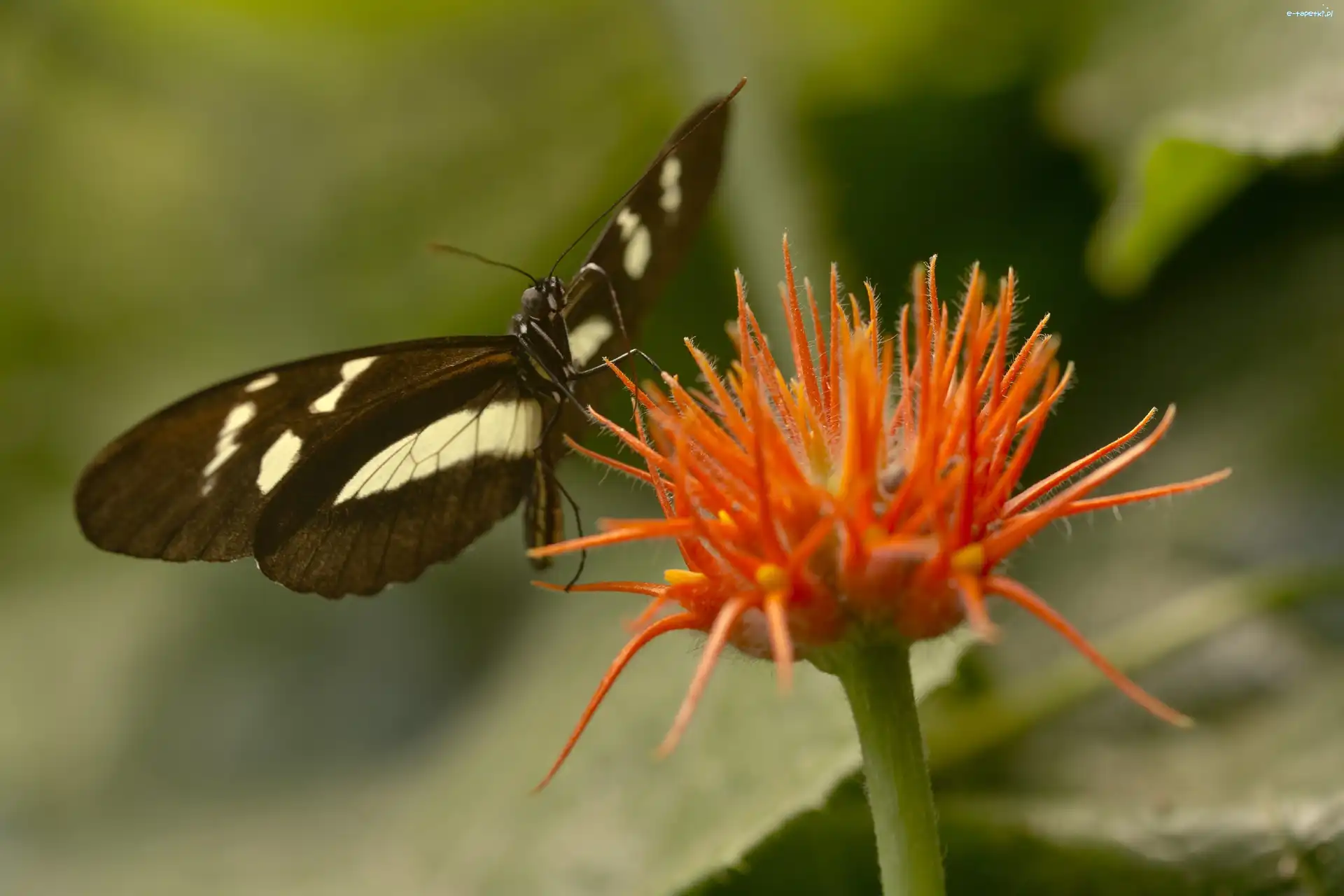 Kwiat, Motyl