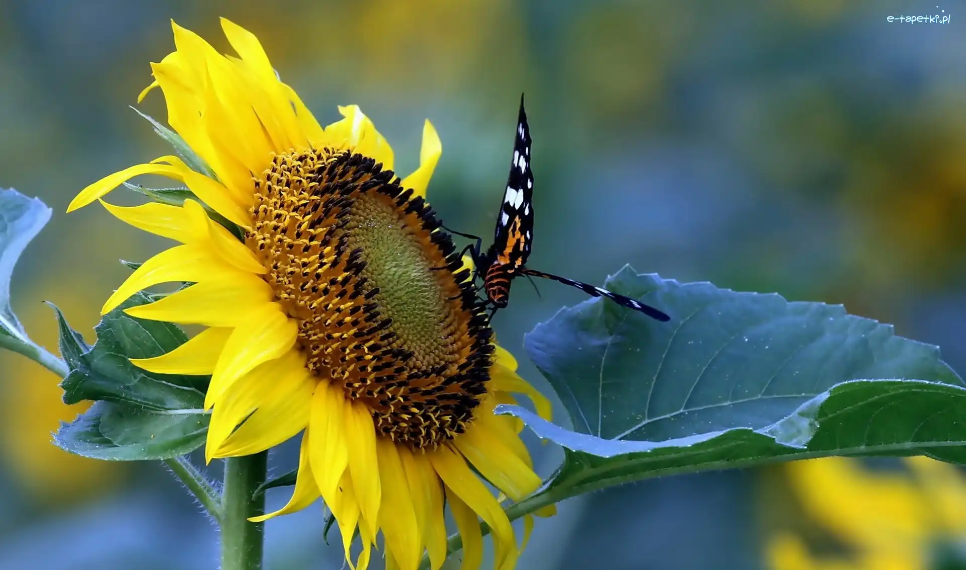 Motyl, Słonecznik