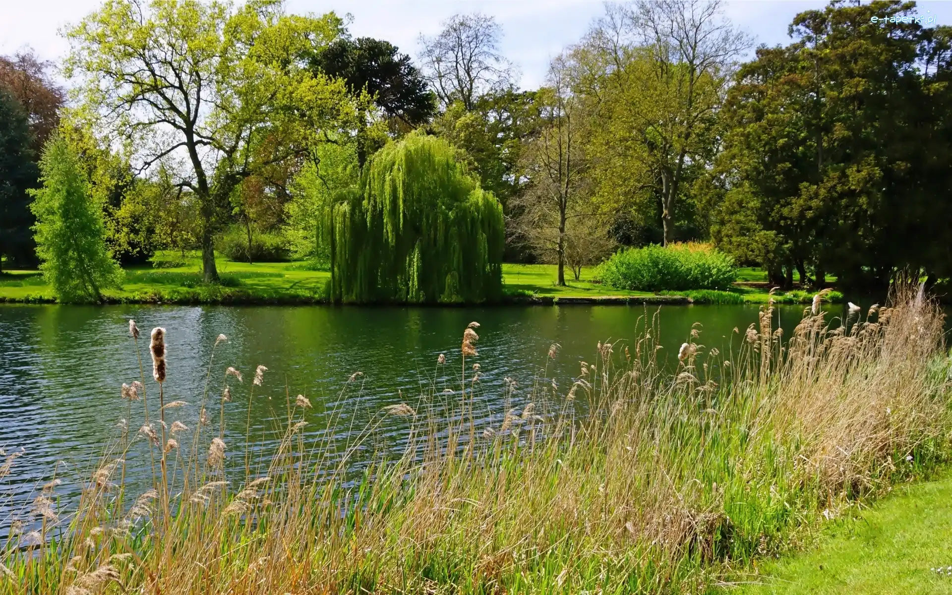 Staw, Trawy, Drzewa, Park
