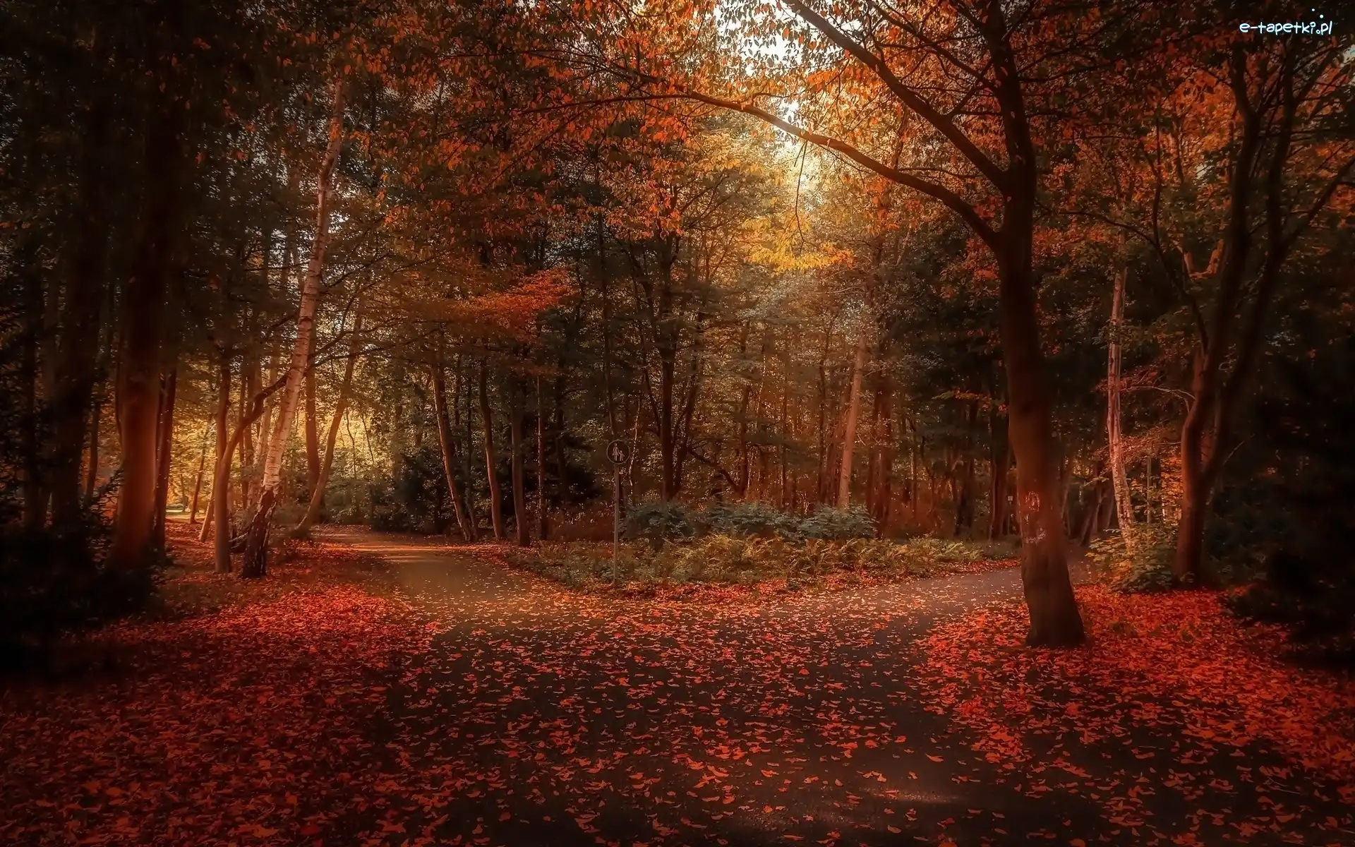 Park, Drzewa, Alejki, Jesień, Liście