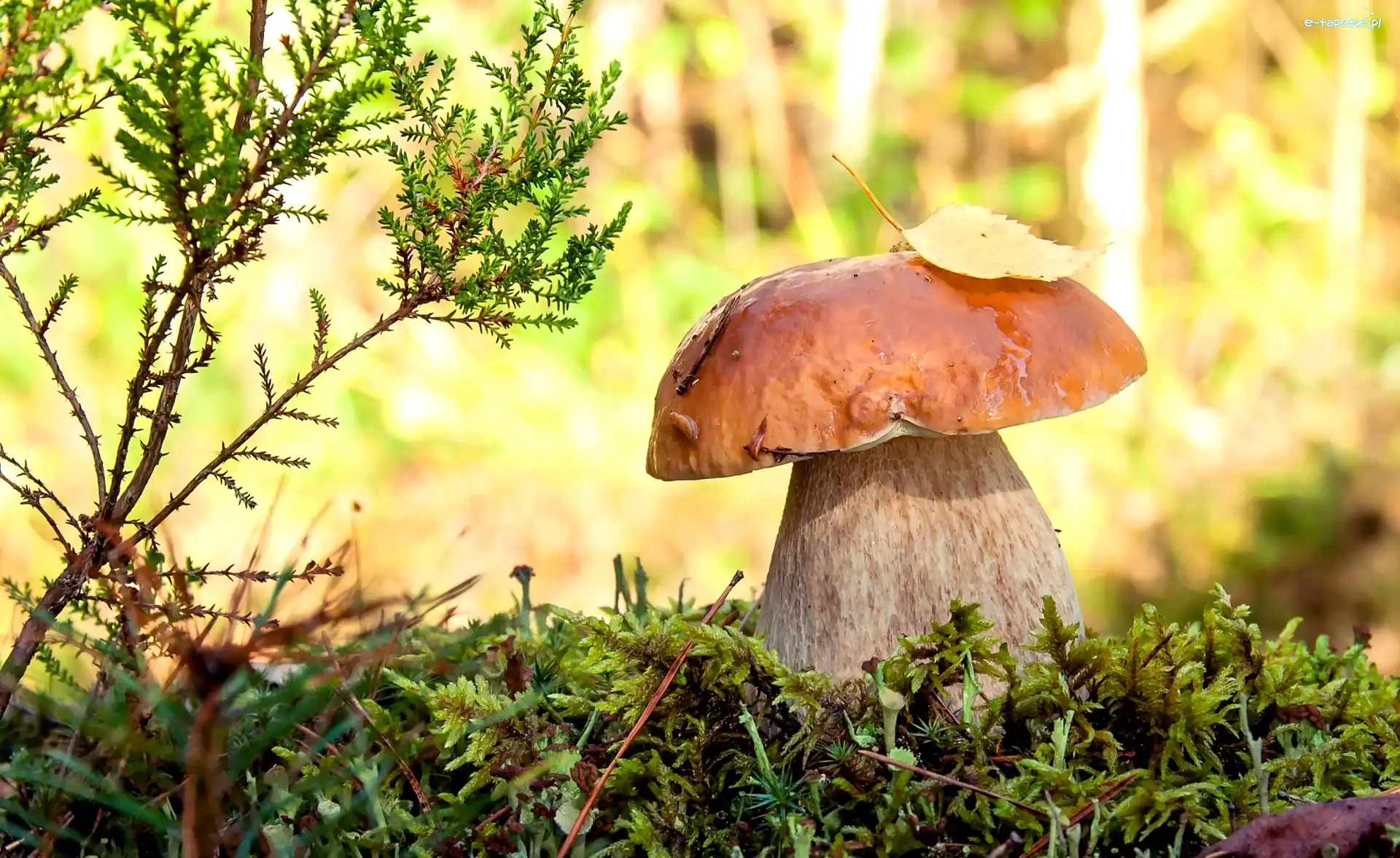 Borowik, Gałązka, Ściółka, Grzyb