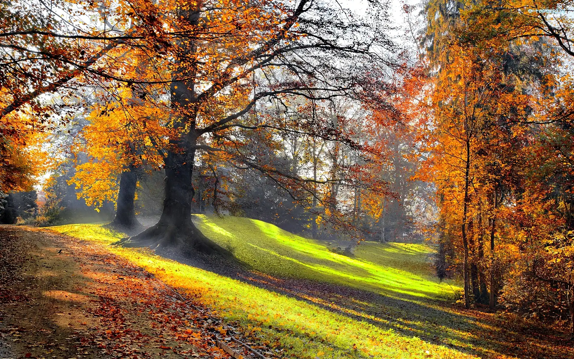 Poranek, Jesień, Przebijające Światło, Park