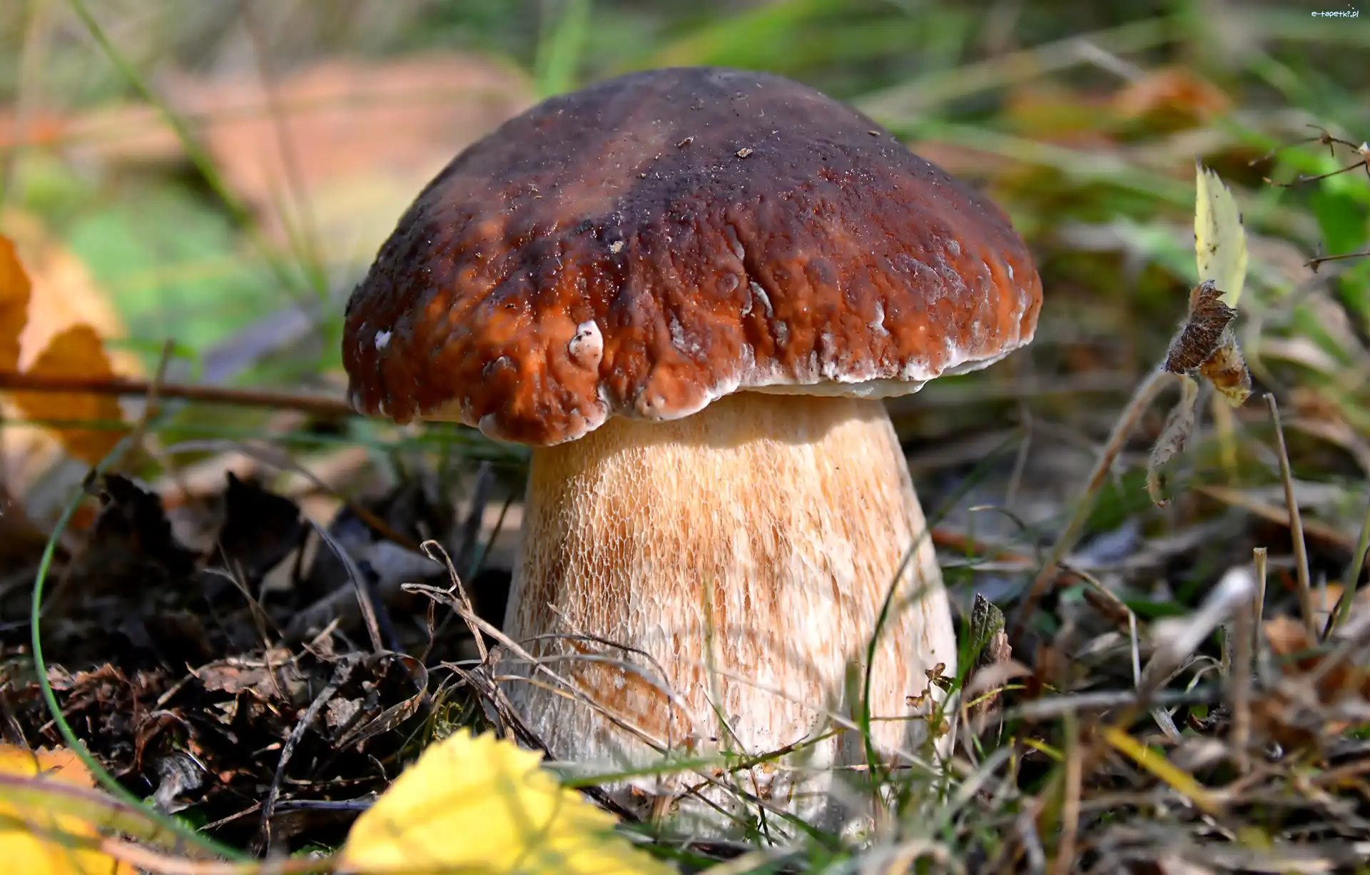 Borowik, Leśna, Ściółka, Grzyb