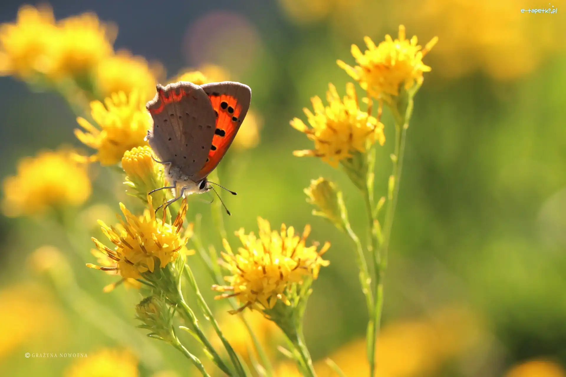 Motyl, Kwiaty, Owad, Czerwończyk