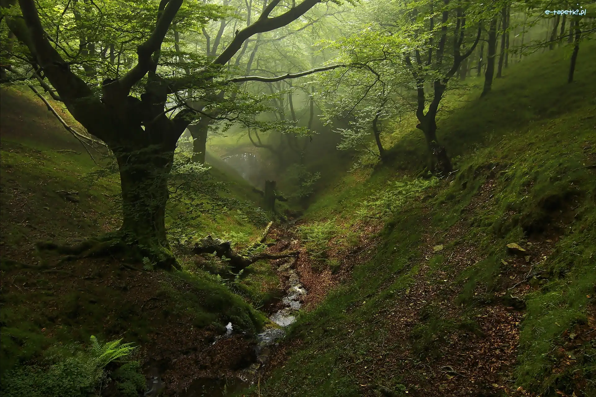 Drzewa, Las, Mgła, Strumyk