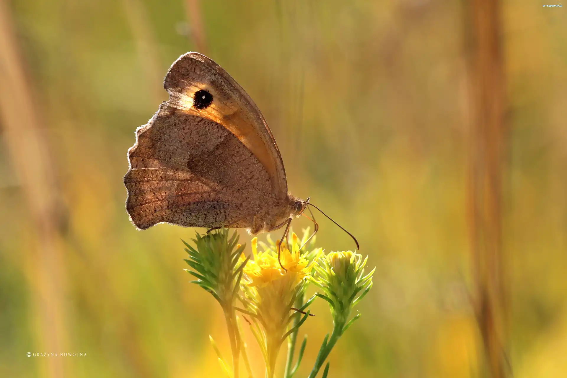 Motyl, Brązowy, Strzępotek Ruczajnik
