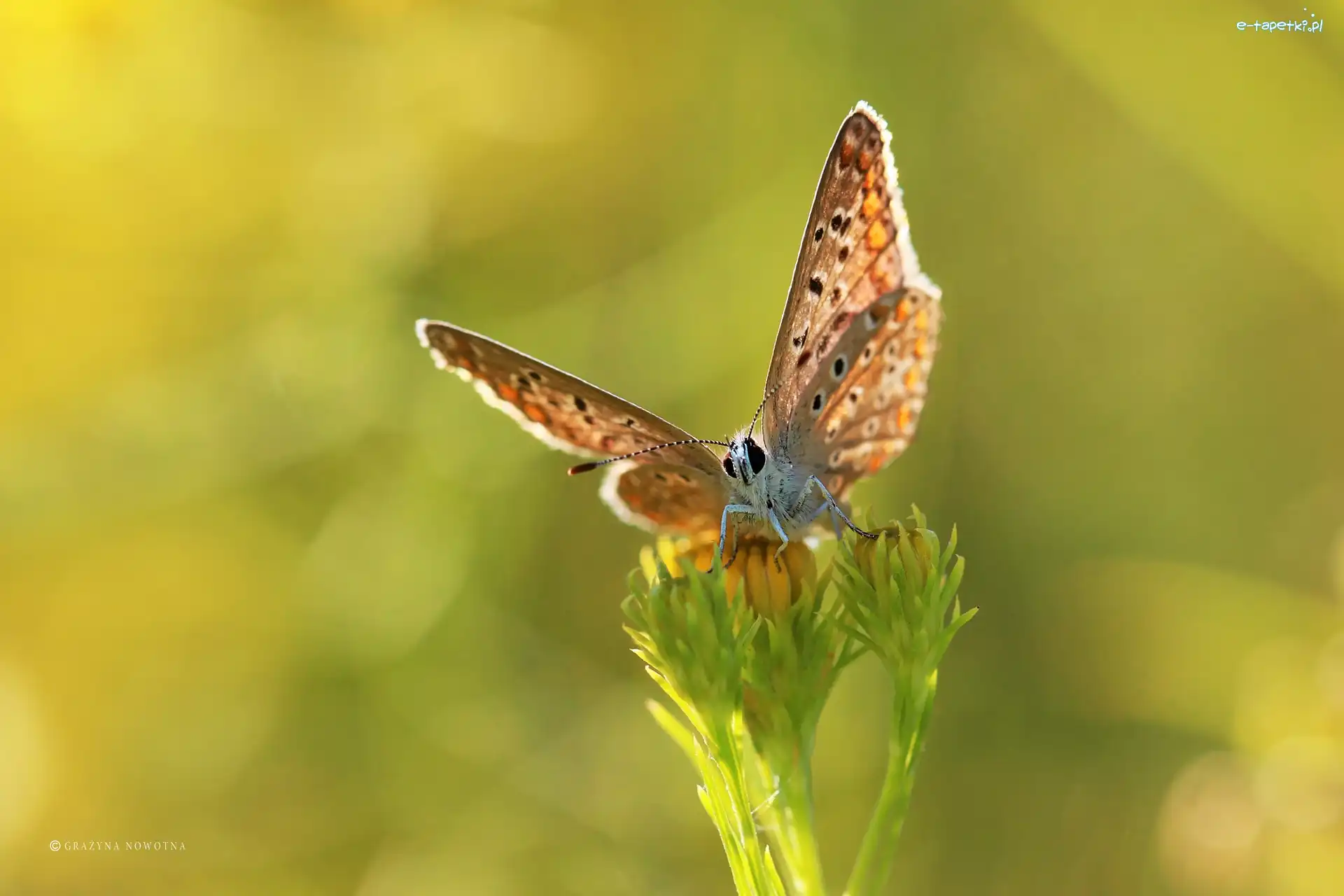 Owad, Modraszek, Motyl