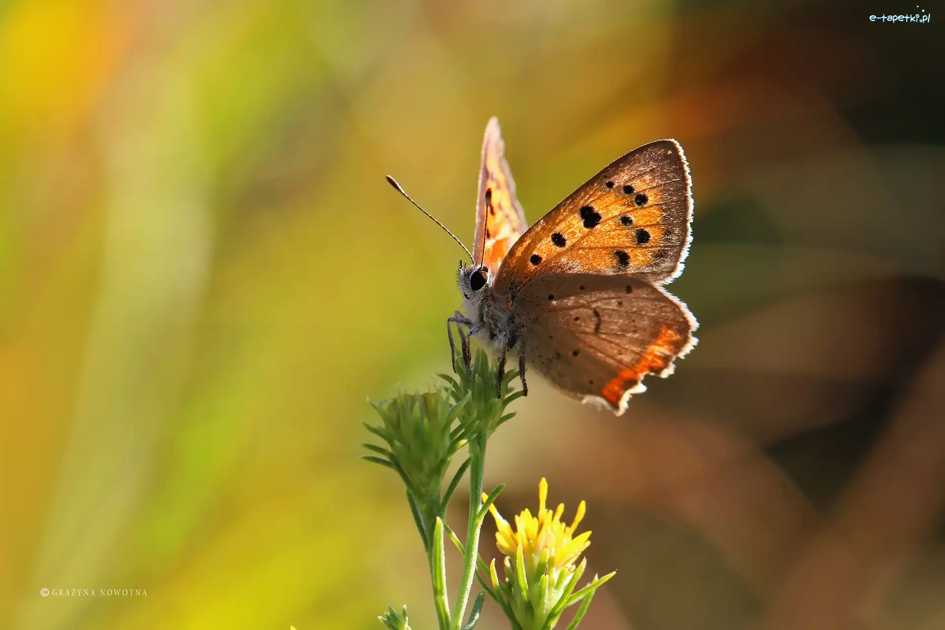 Czerwończyk, Lato, Owad, Motyl